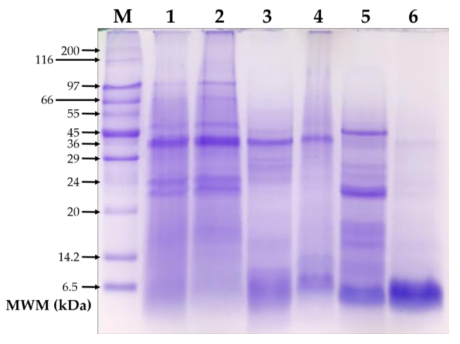 Medicina 55 00072 g002