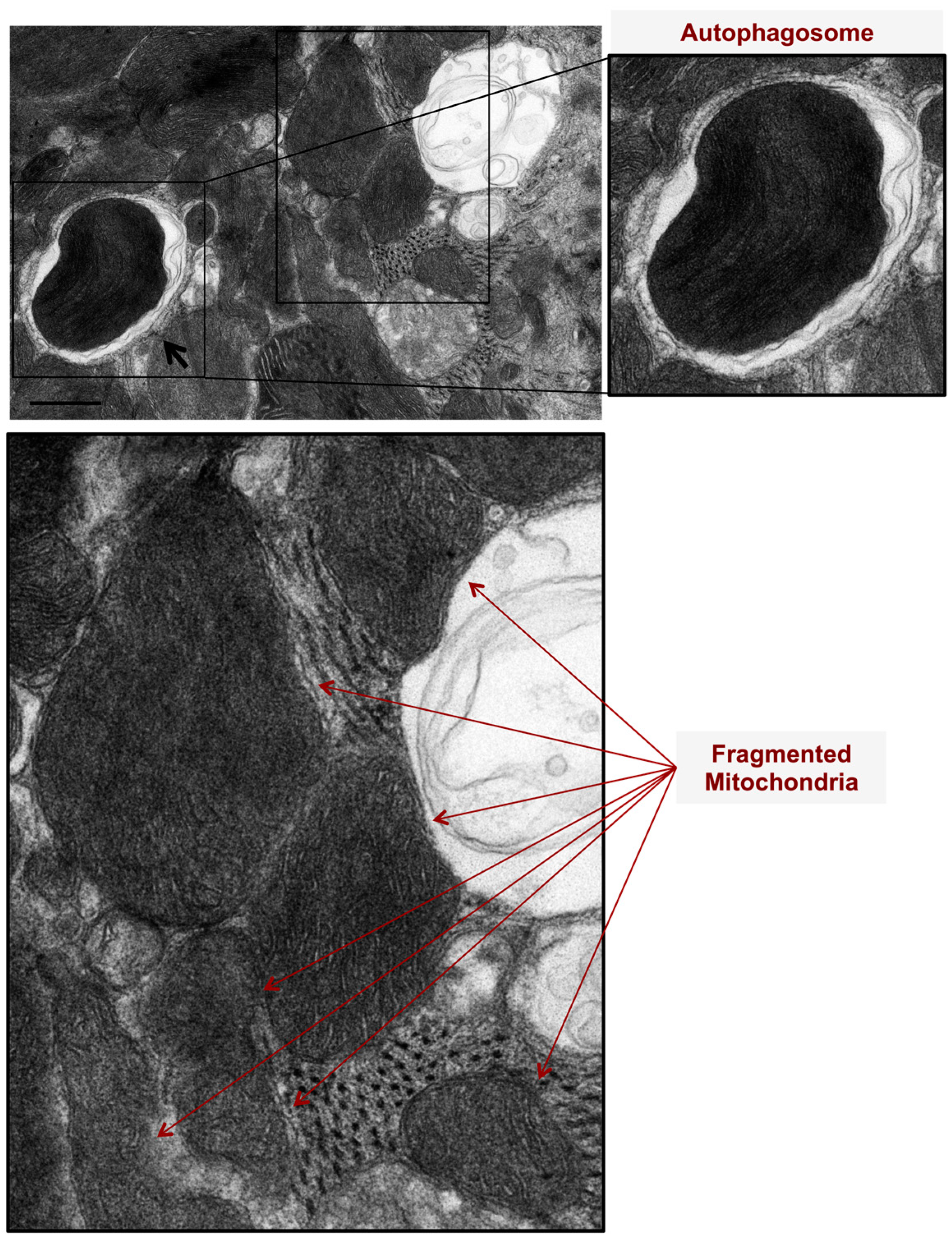 Medicina 55 00239 g001