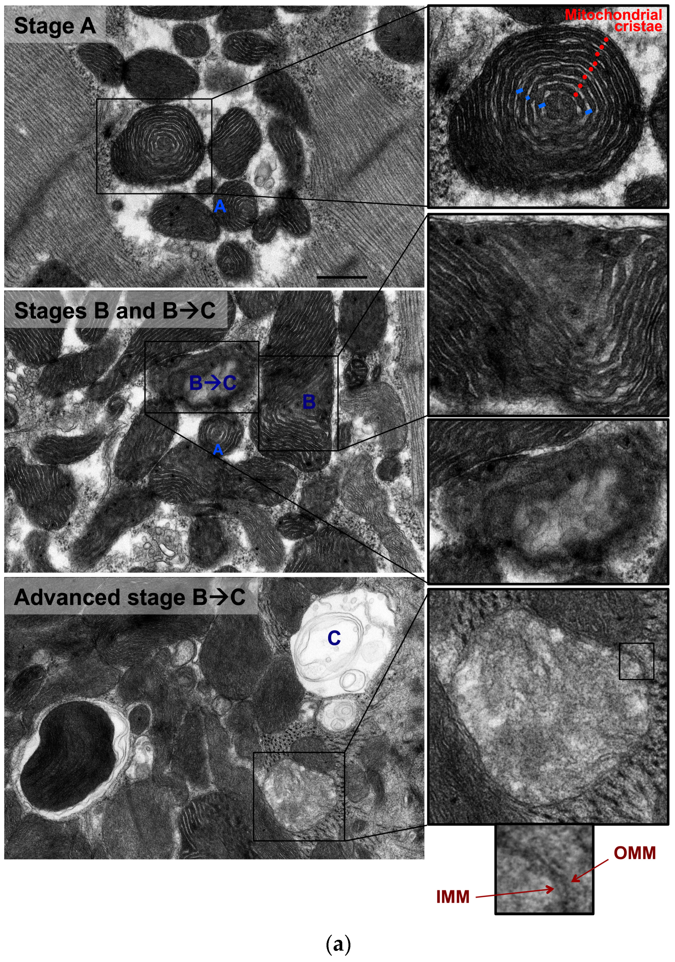 Medicina 55 00239 g002a