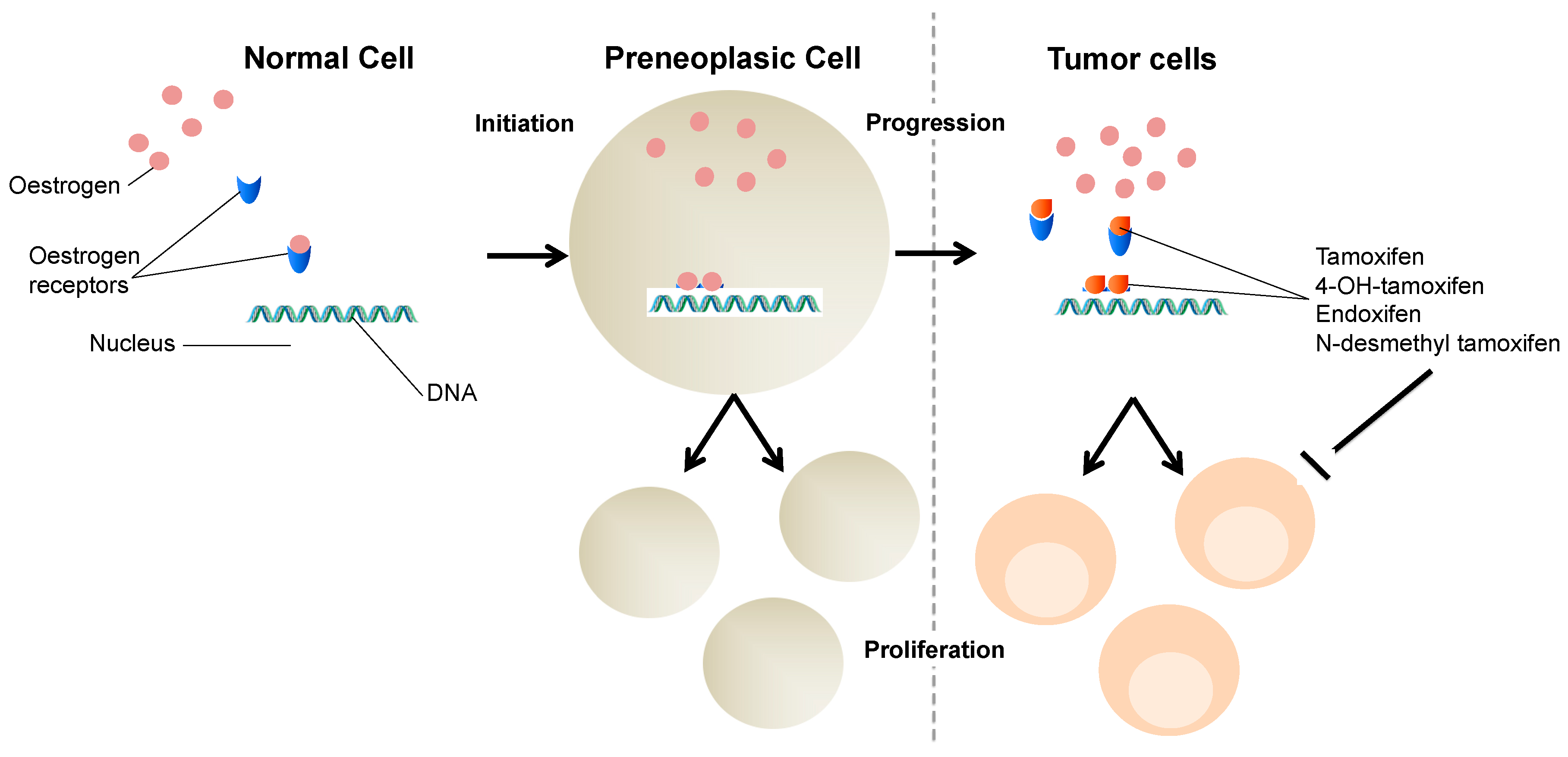 Medicina 55 00344 g002