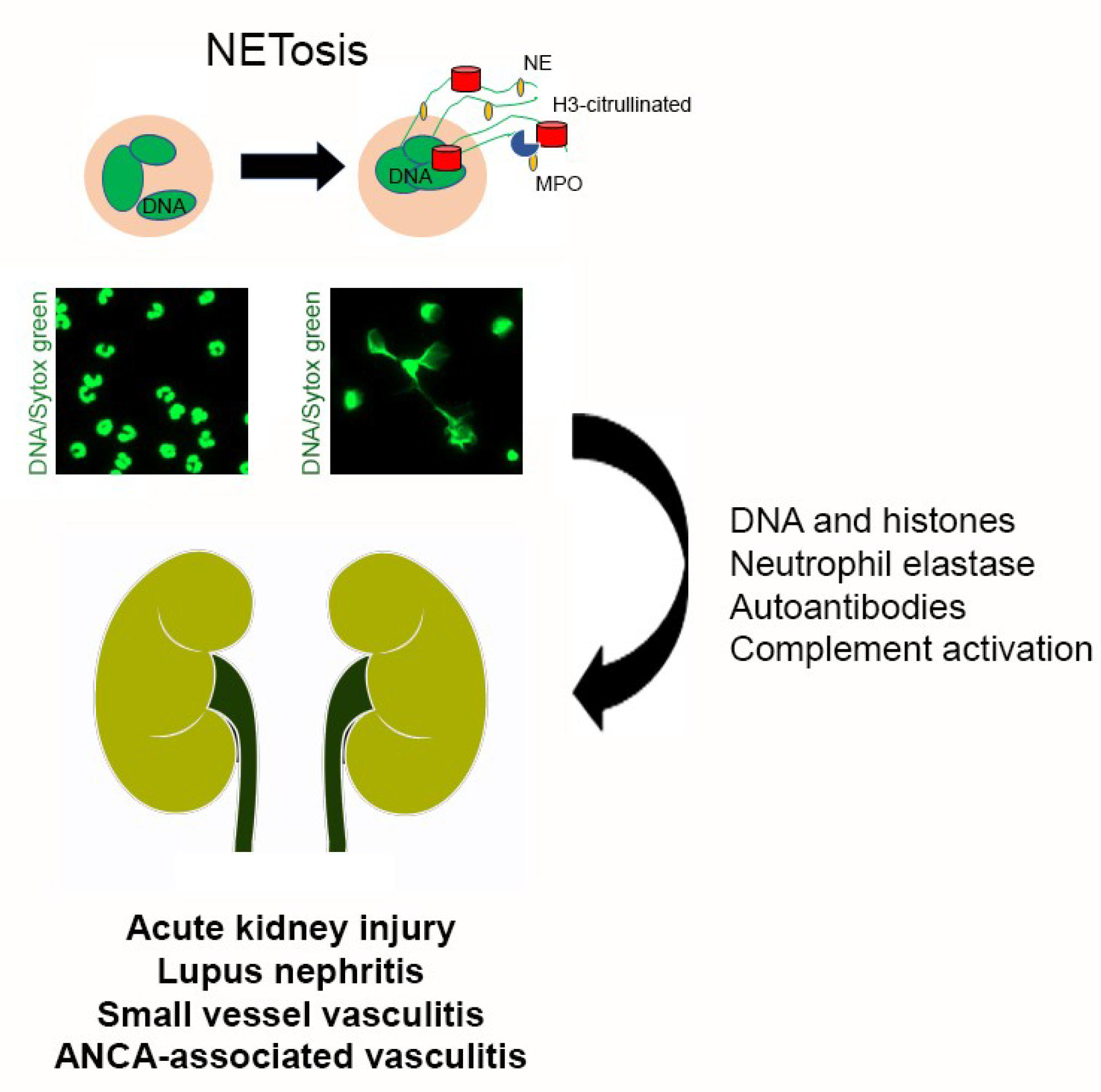 Medicina 55 00431 g001 Medicina 55 00431 g001