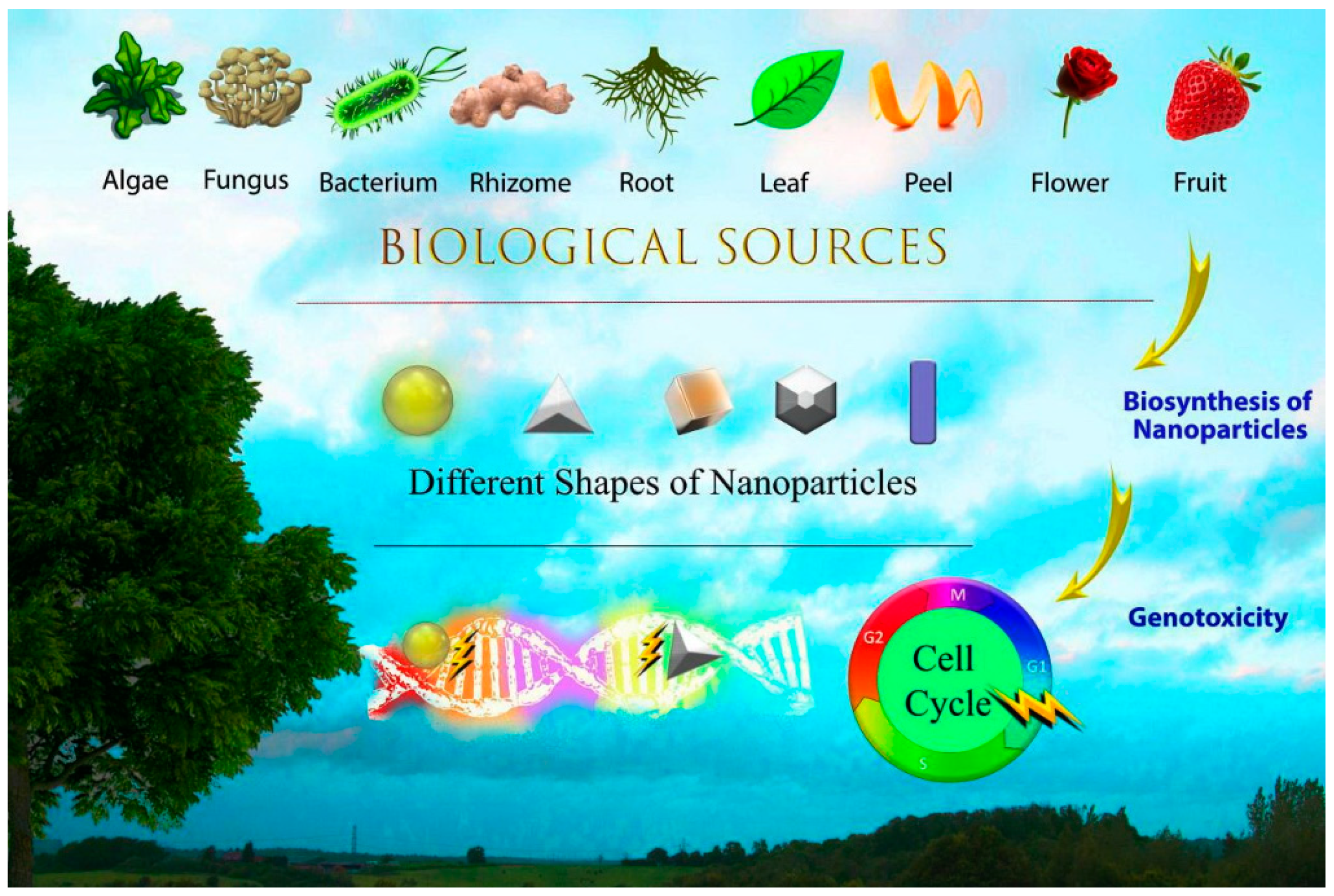 Medicina 55 00439 g003 Medicina 55 00439 g003