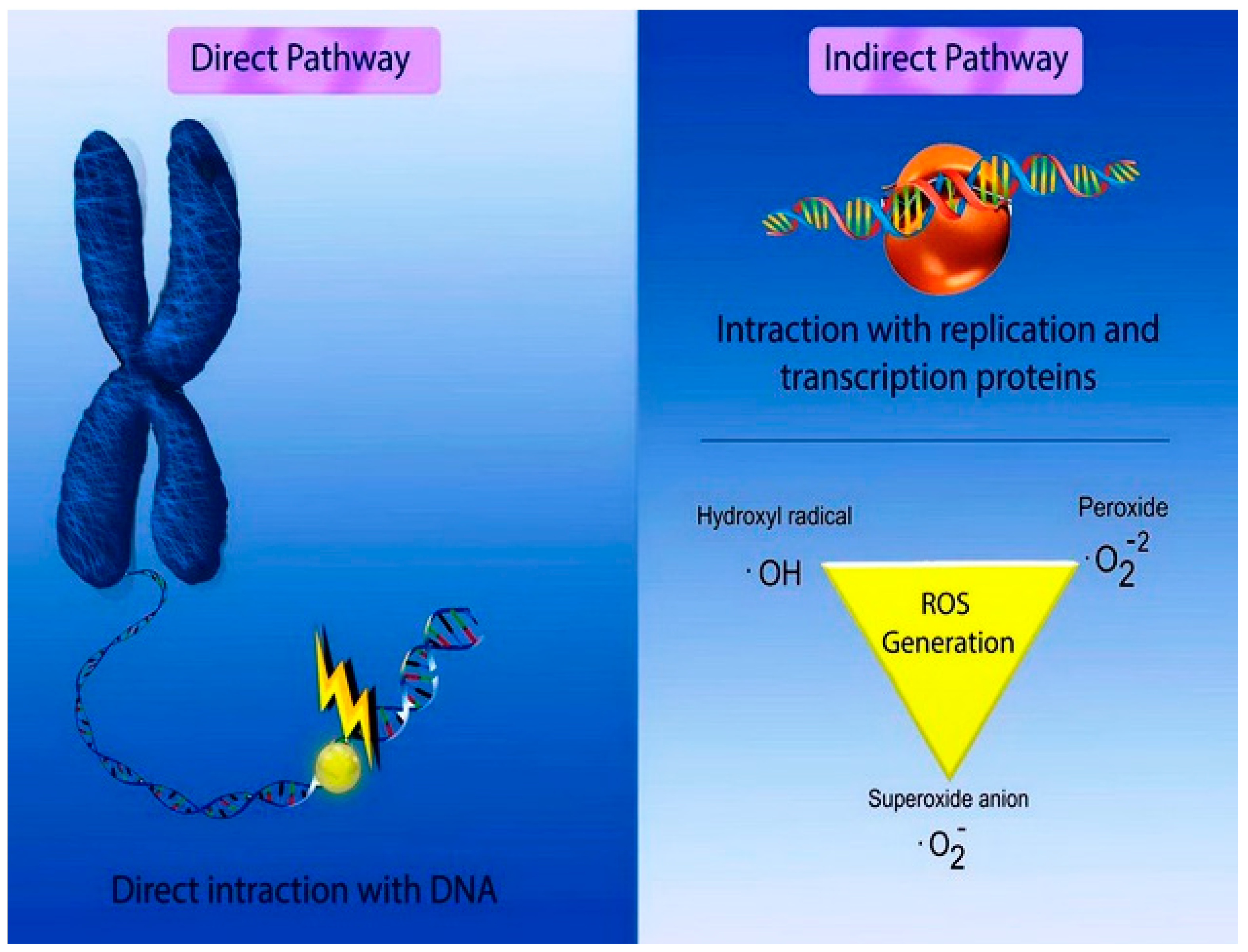 Medicina 55 00439 g006 Medicina 55 00439 g006