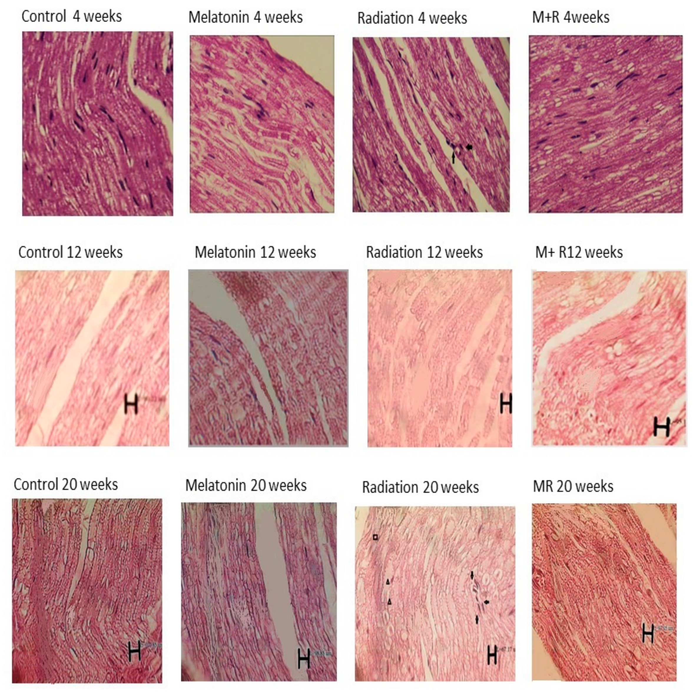 Medicina 55 00502 g008