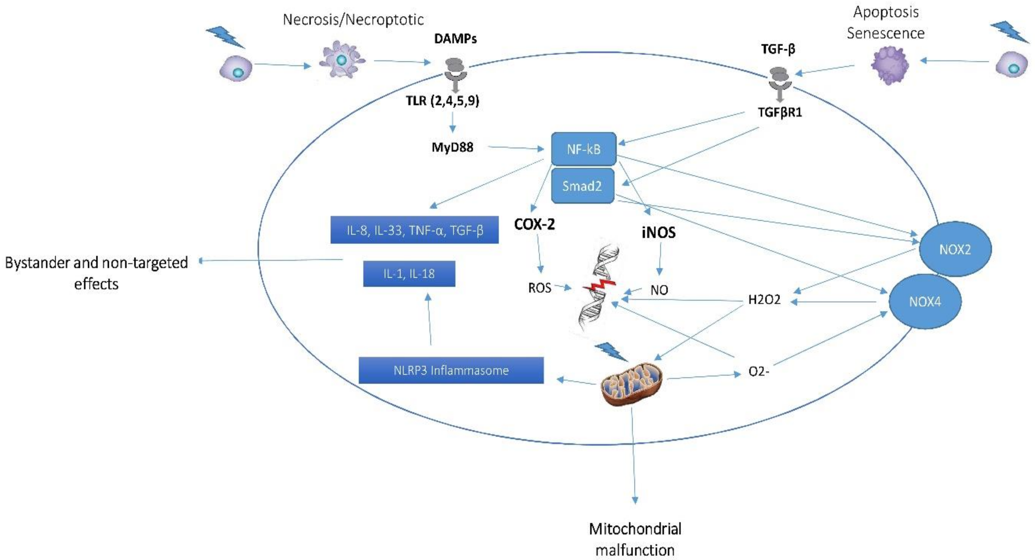 Medicina 55 00591 g001 Medicina 55 00591 g001
