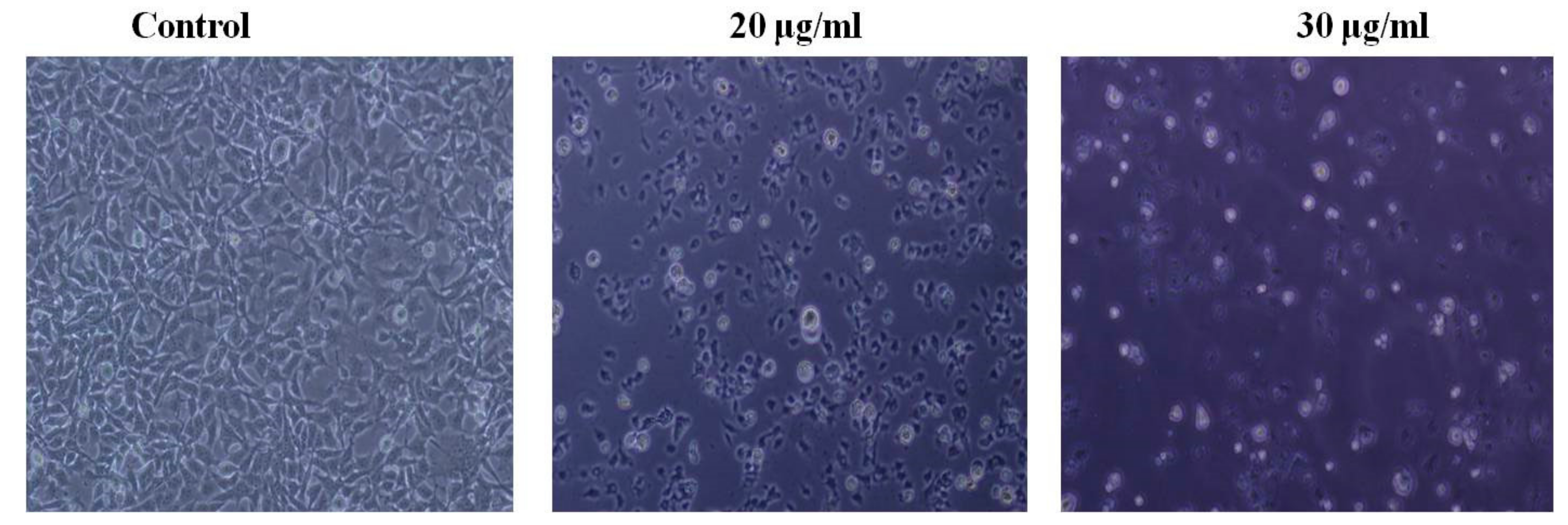 Medicina 55 00716 g002