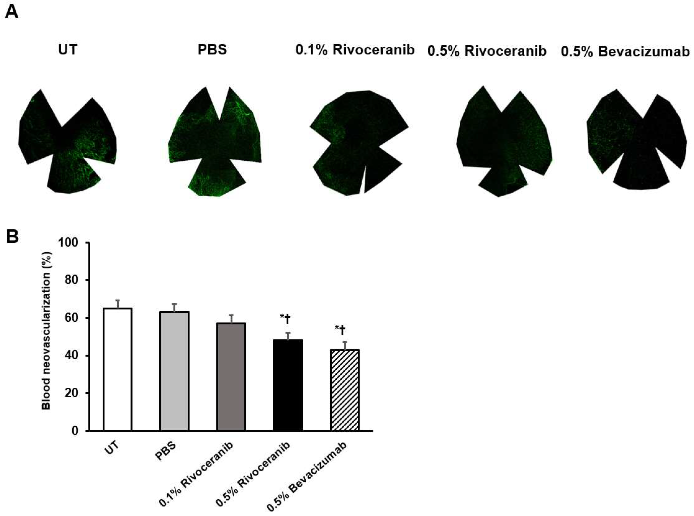 Medicina 55 00729 g002