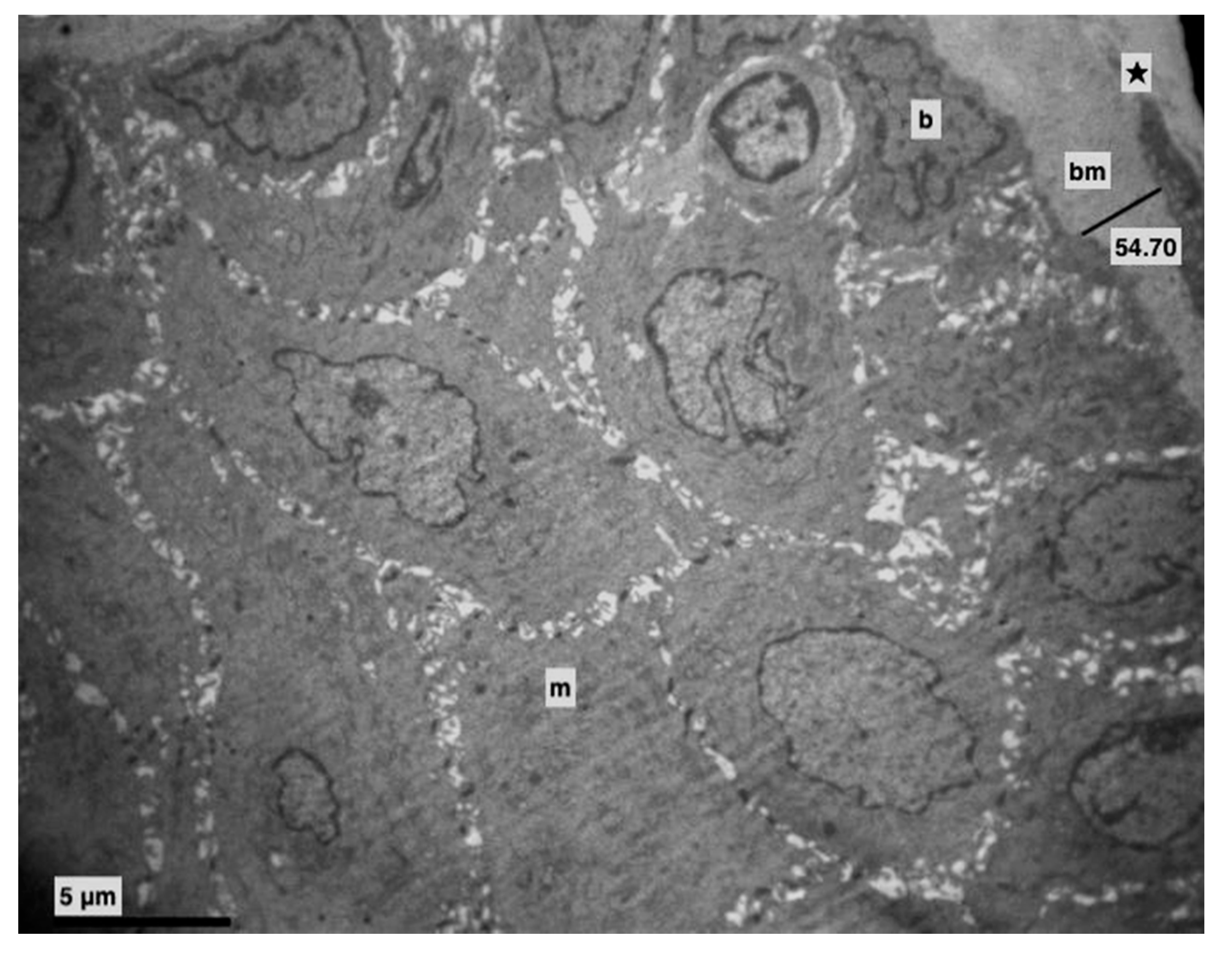 Medicina 56 00051 g001