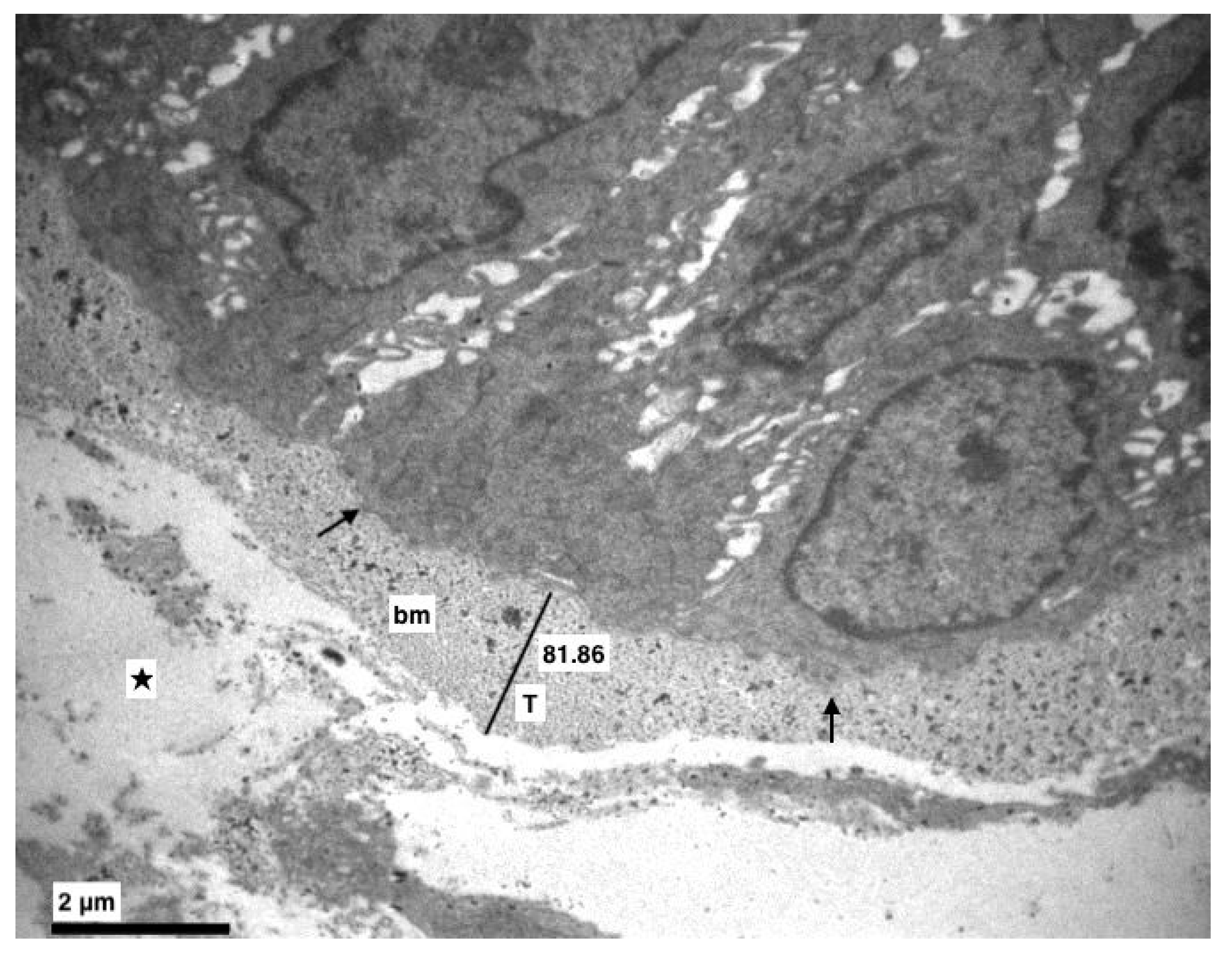 Medicina 56 00051 g002