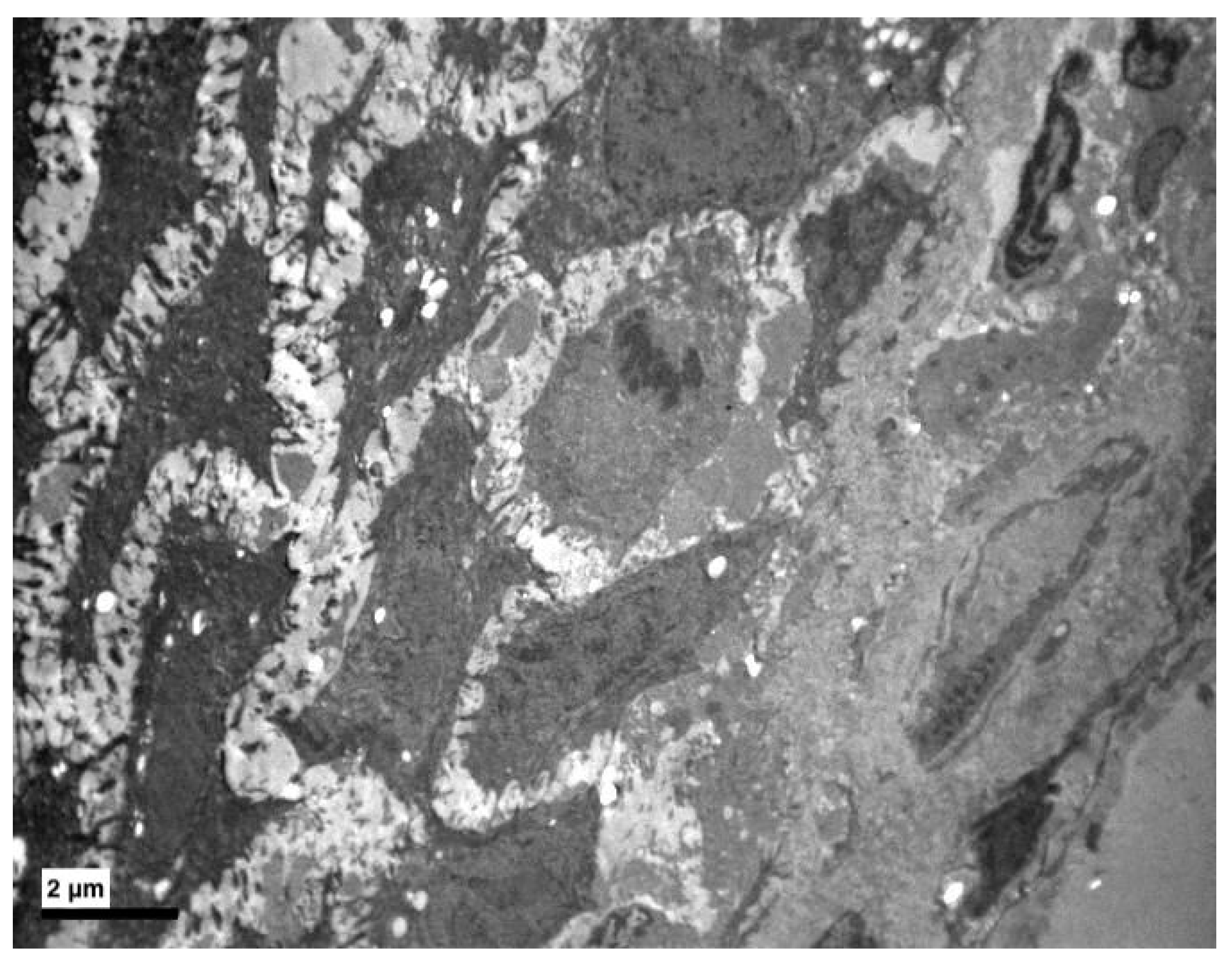 Medicina 56 00051 g003