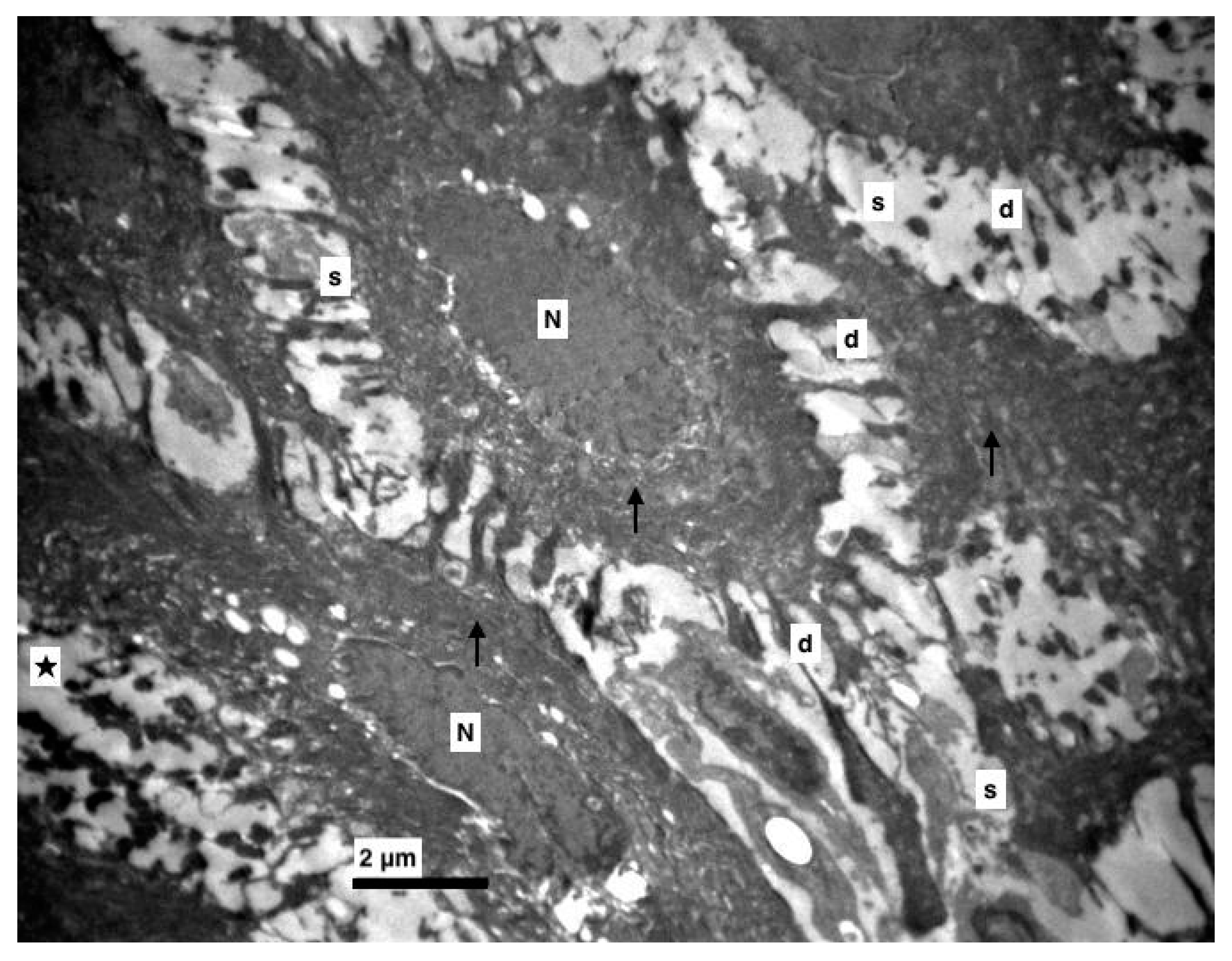 Medicina 56 00051 g004