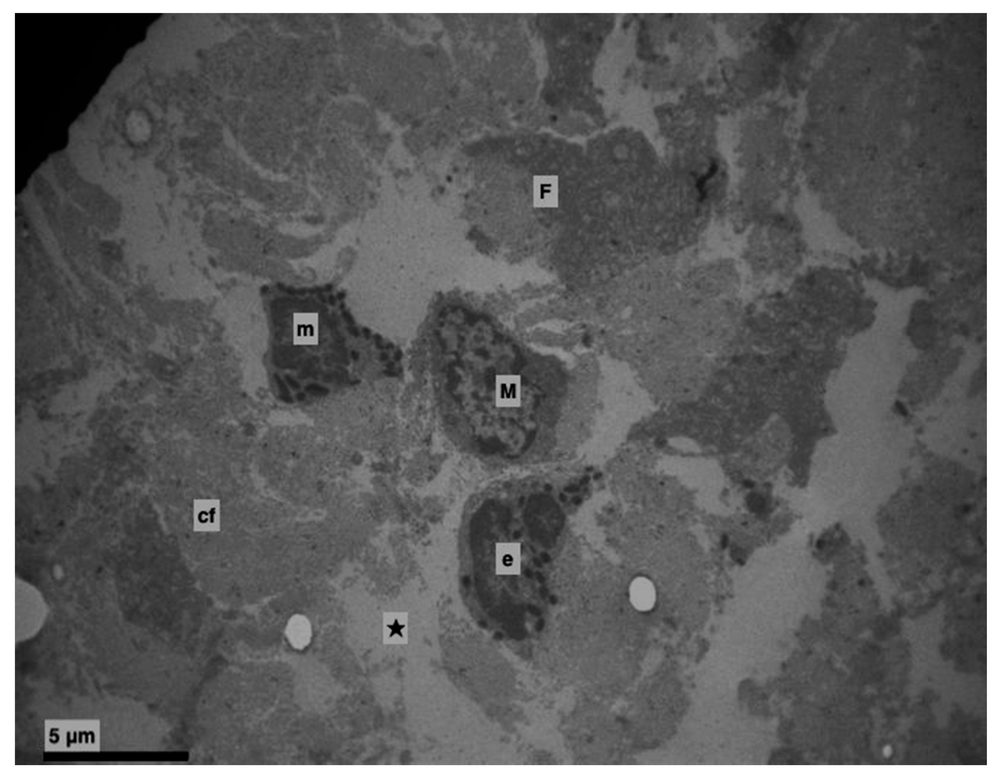 Medicina 56 00051 g008
