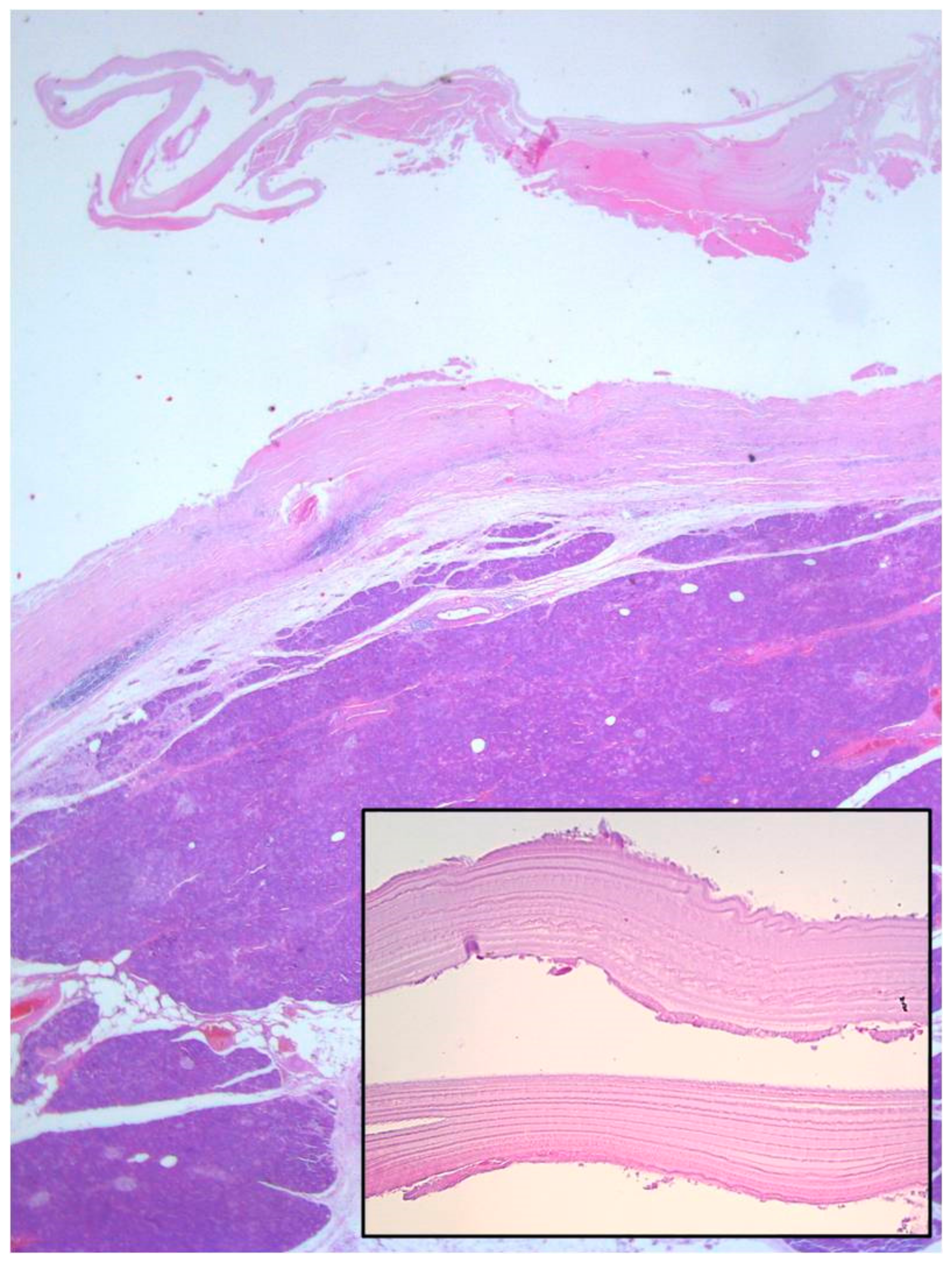 Medicina 56 00124 g007