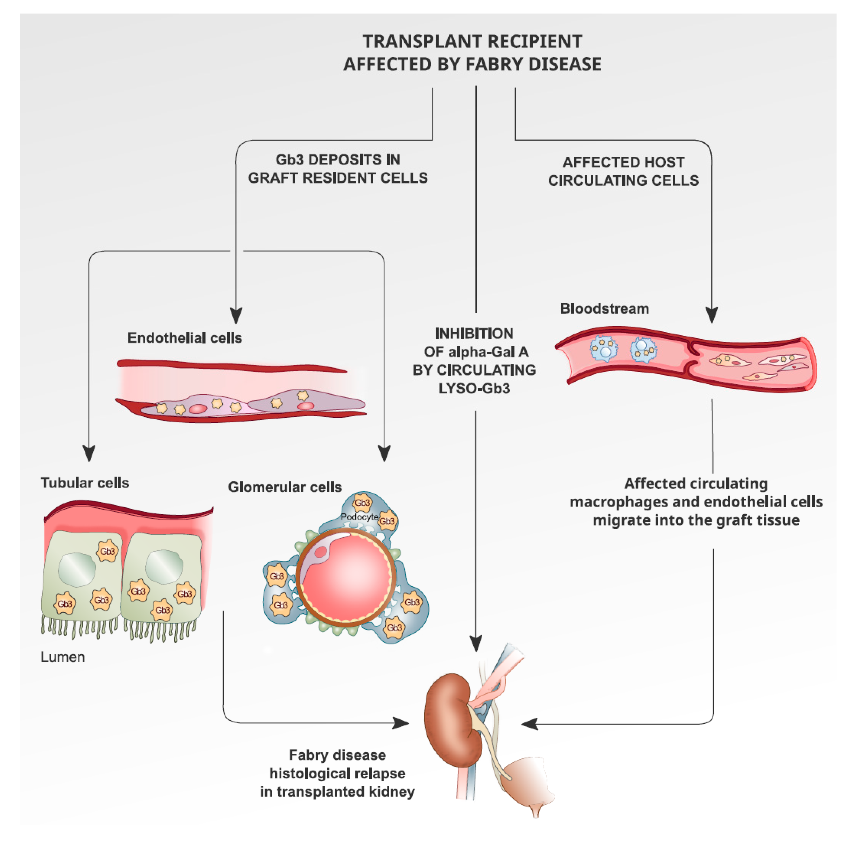 Medicina 56 00284 g001