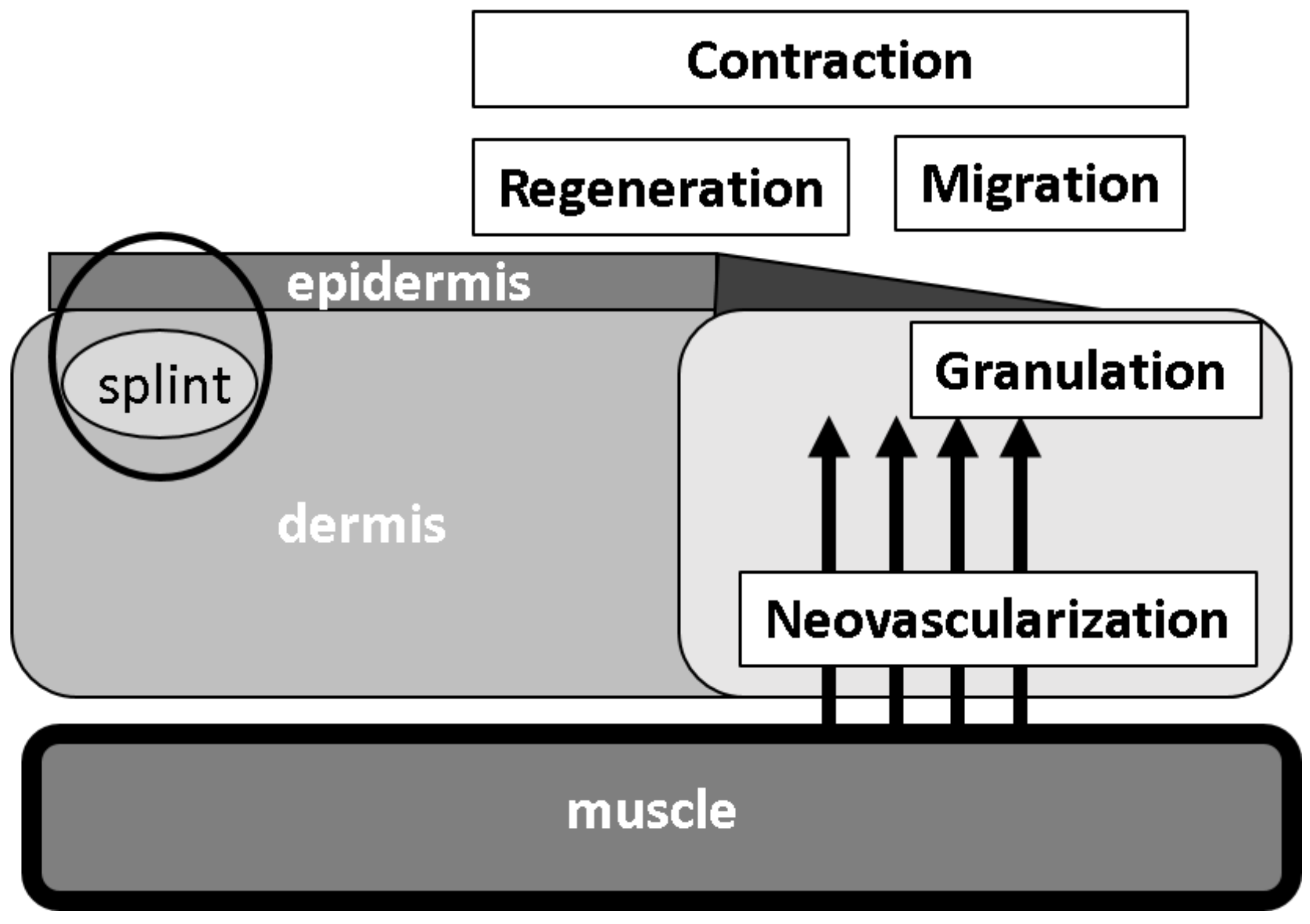 Medicina 56 00321 g001