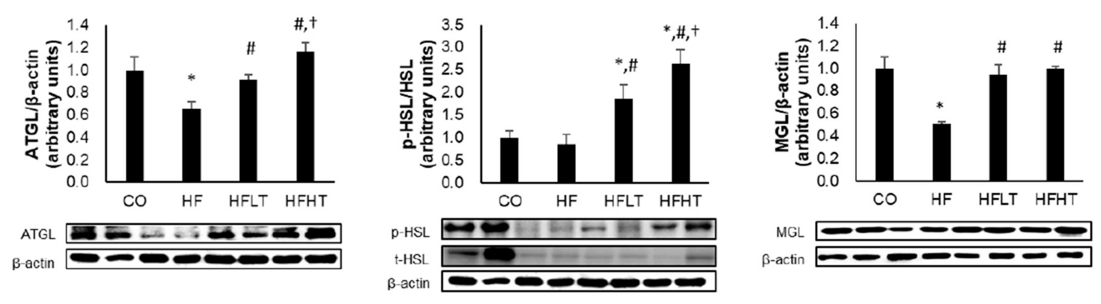 Medicina 56 00331 g003