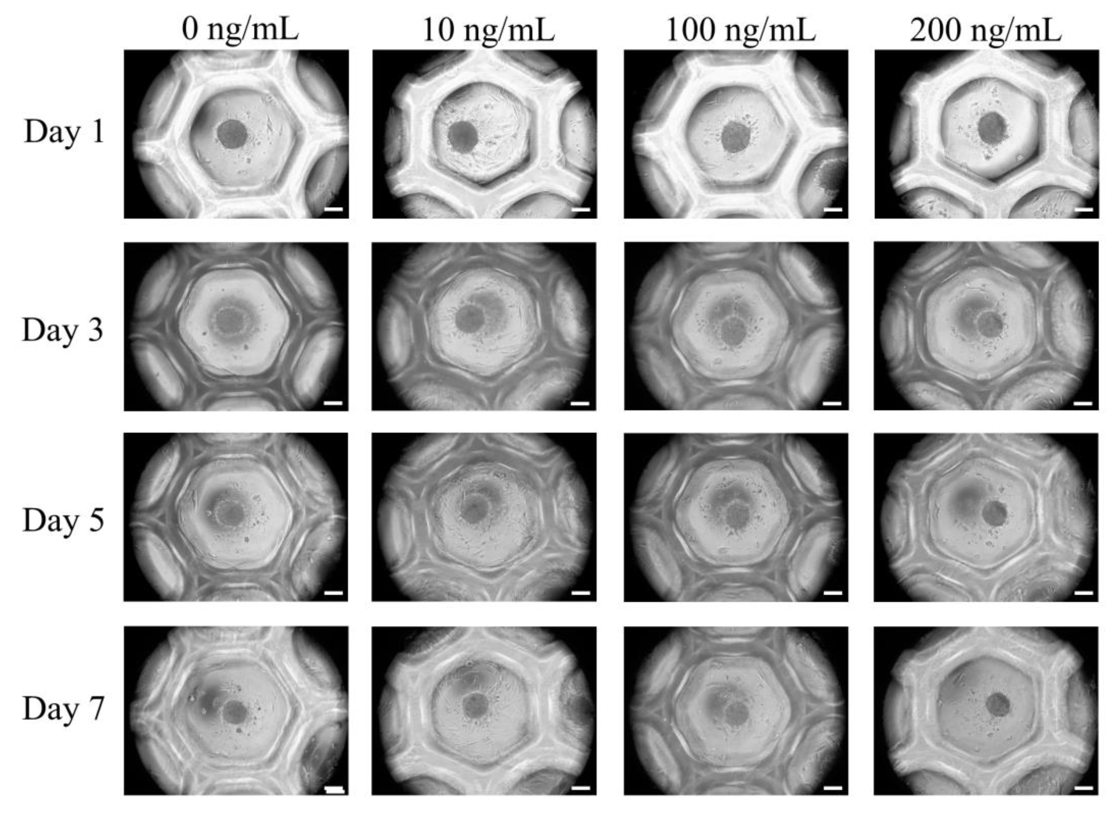 Medicina 56 00389 g002