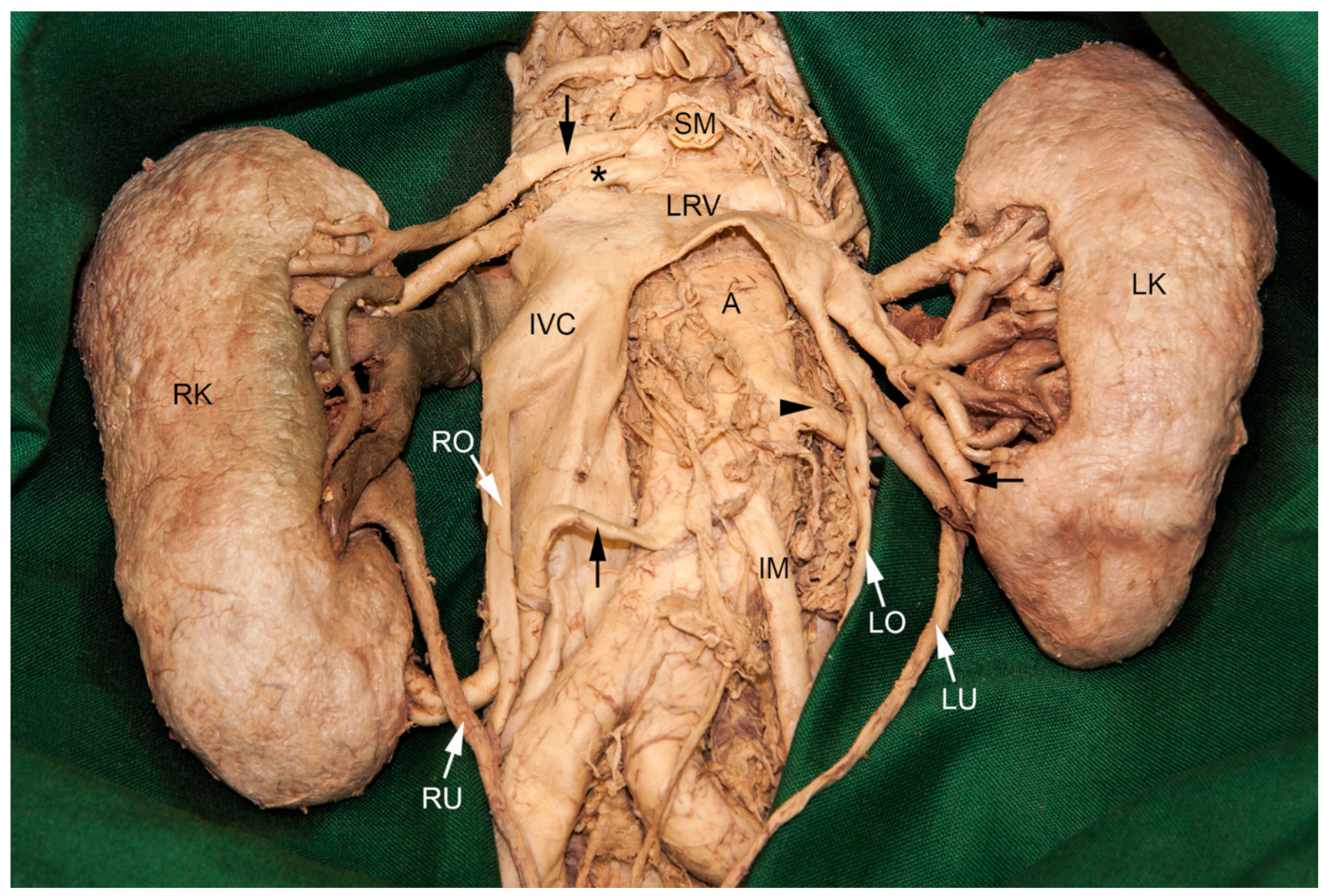 Medicina 56 00449 g003