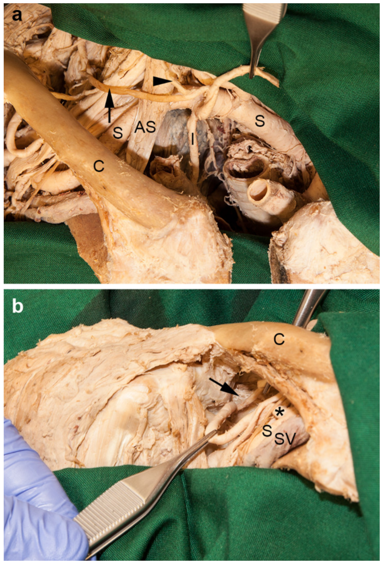 Medicina 56 00449 g005
