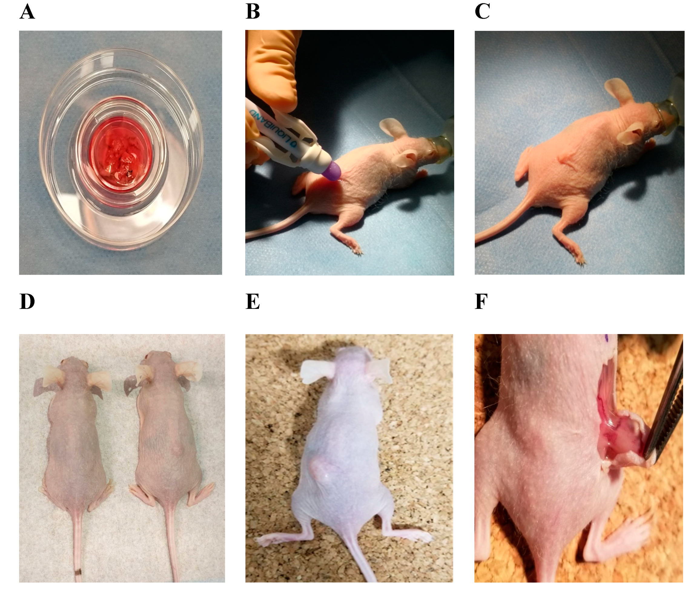 Medicina 56 00547 g001