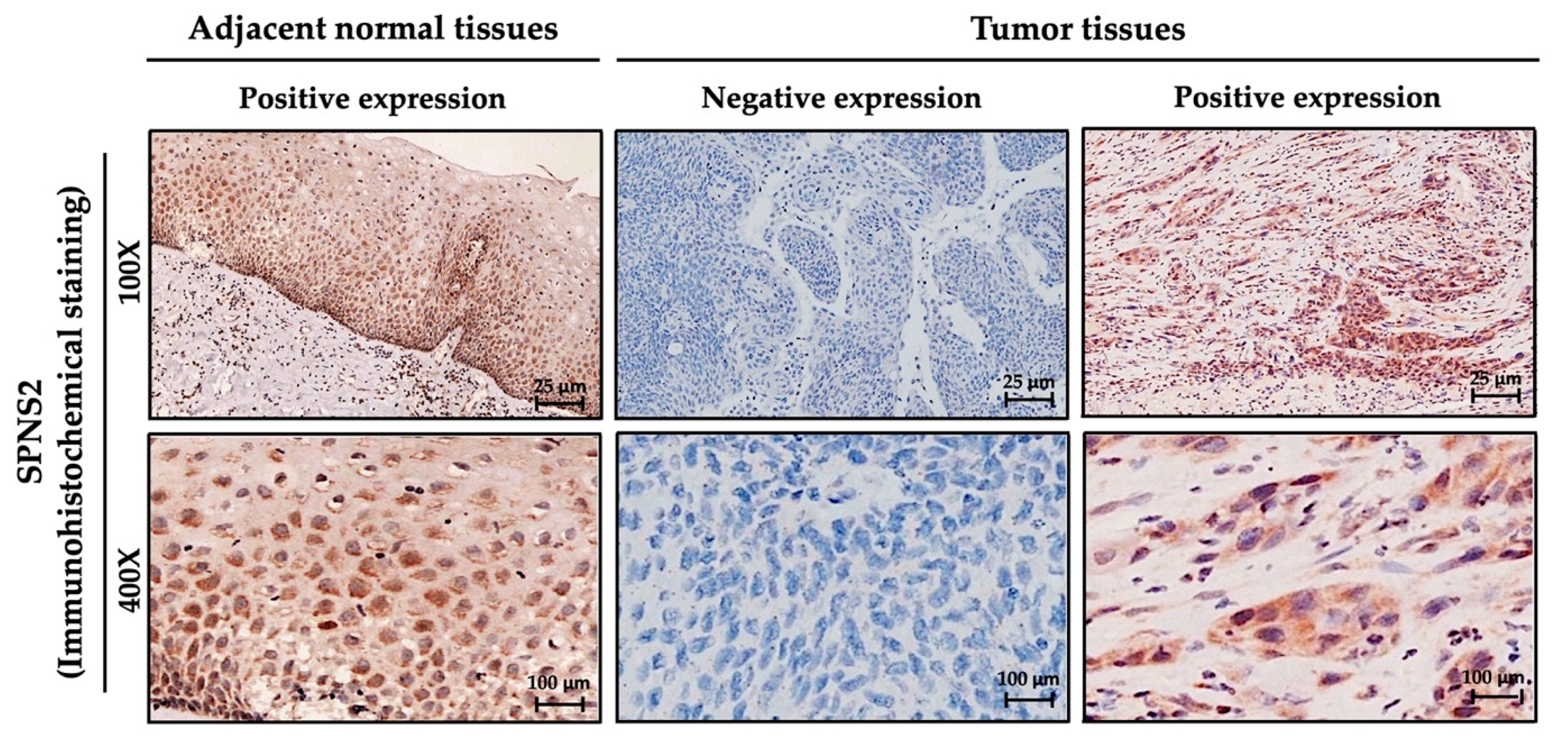 Medicina 57 00164 g001 Medicina 57 00164 g001