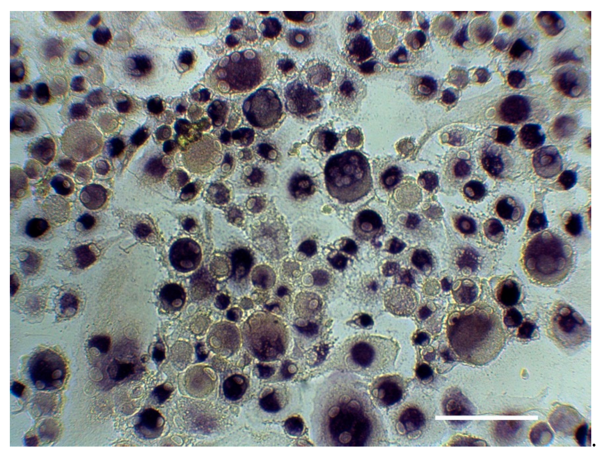 Medicina 57 00269 g001 Medicina 57 00269 g001