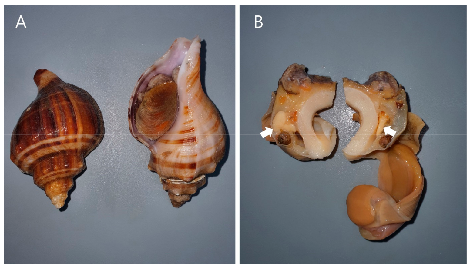 Medicina 57 00564 g001