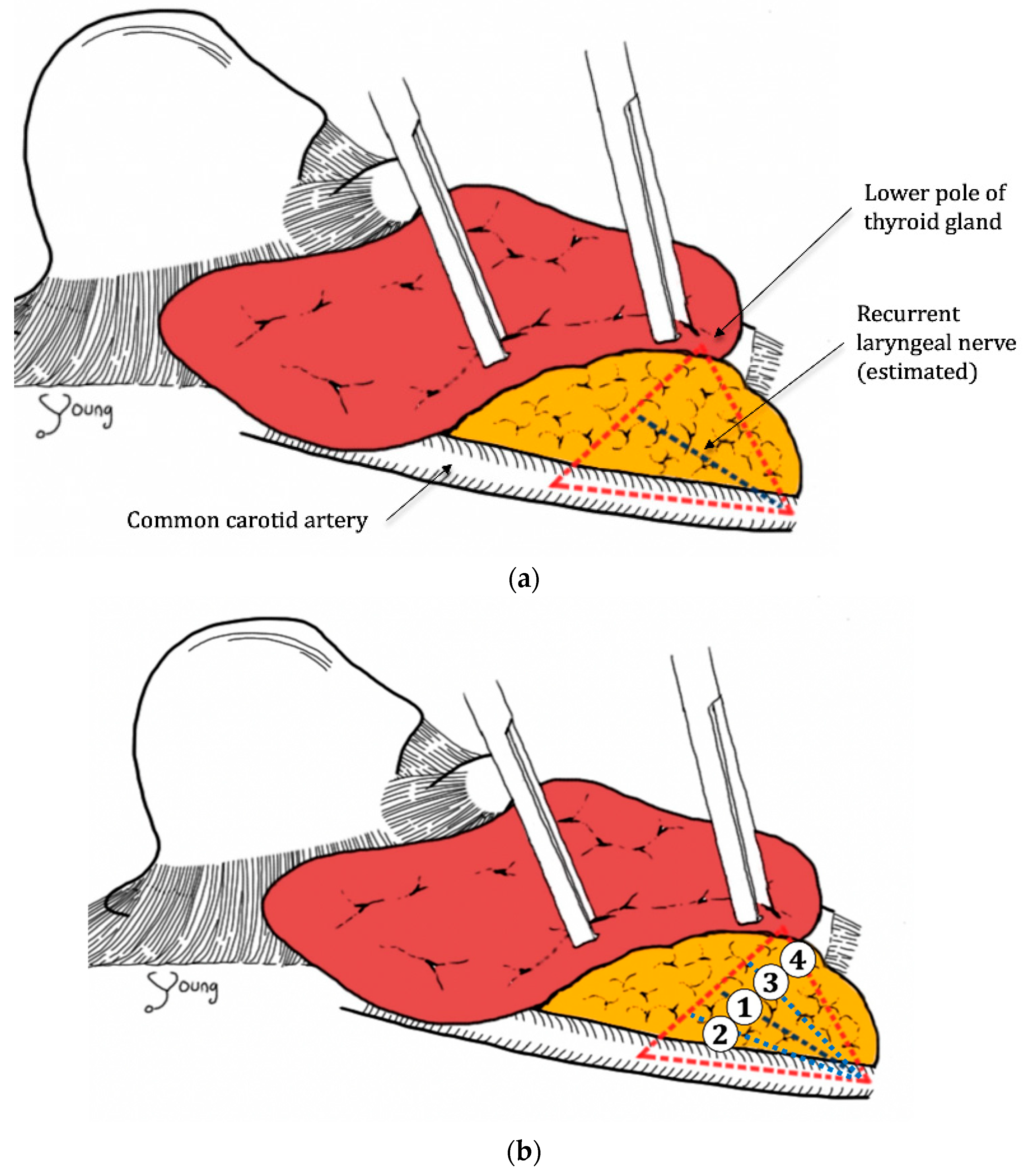 Medicina 57 00748 g002