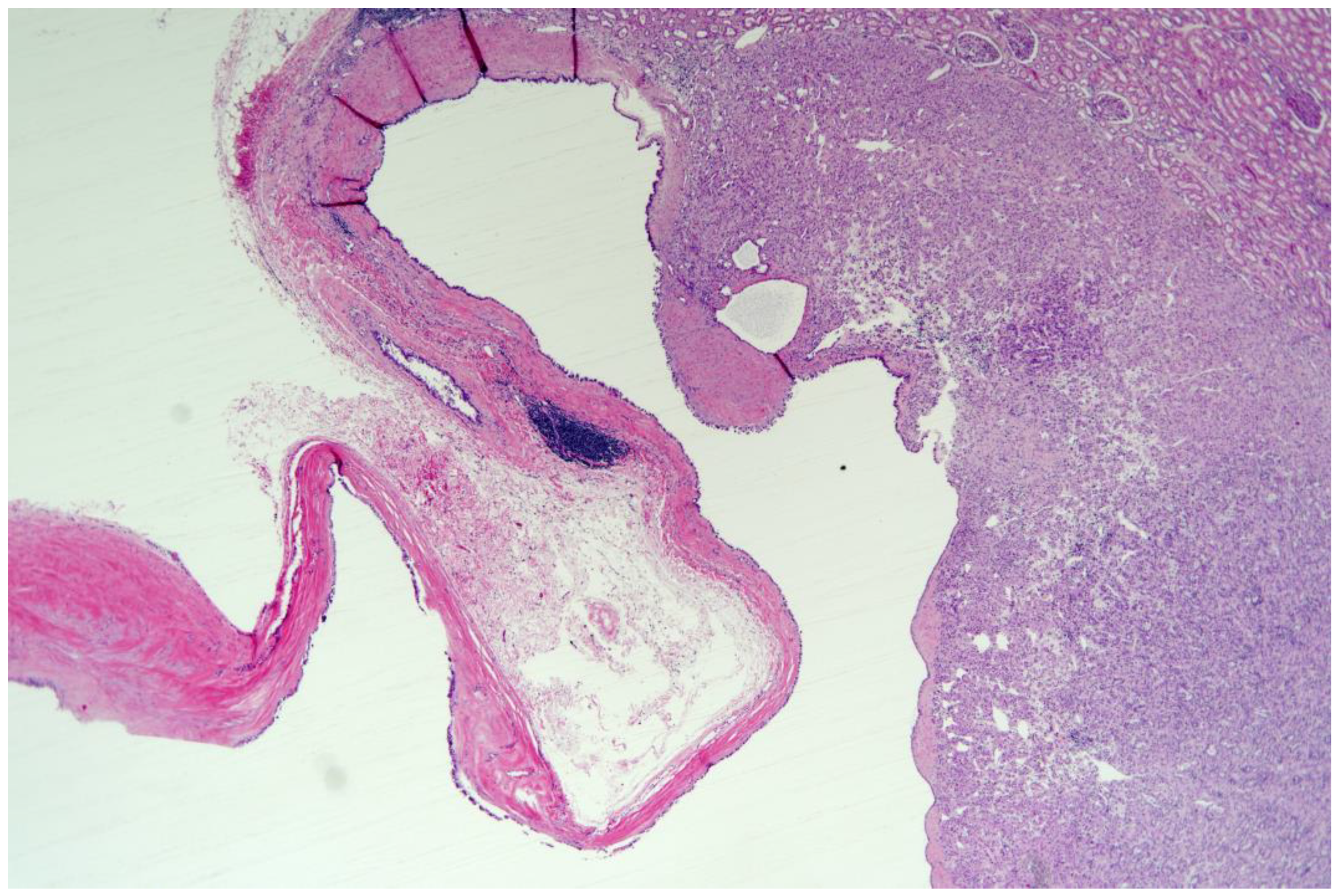 Medicina 57 00851 g002