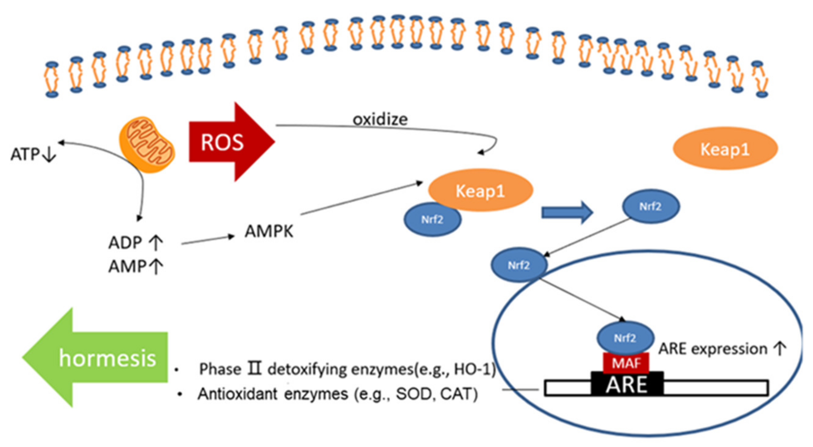Medicina 57 01028 g001 Medicina 57 01028 g001