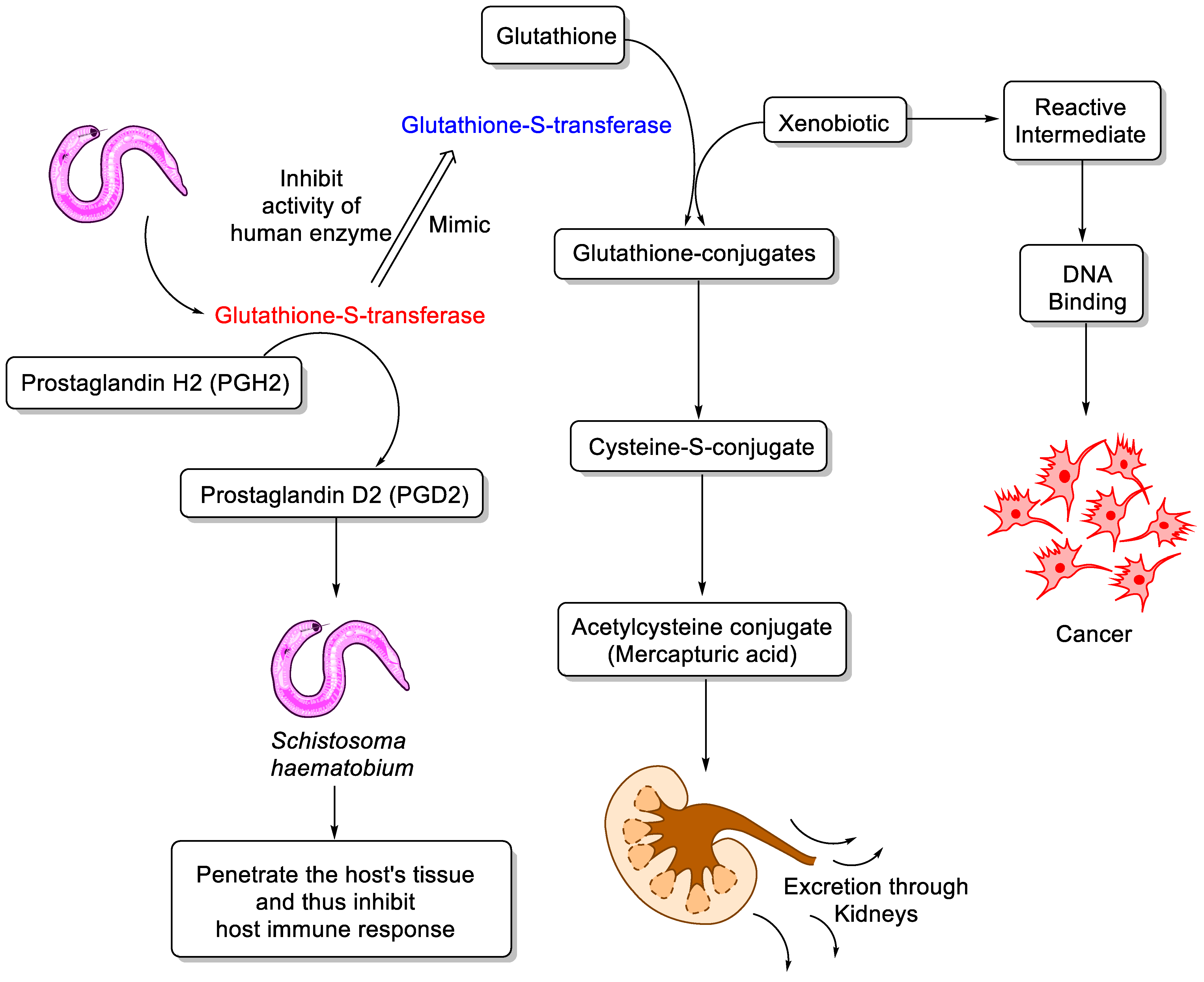 Medicina 57 01058 g001