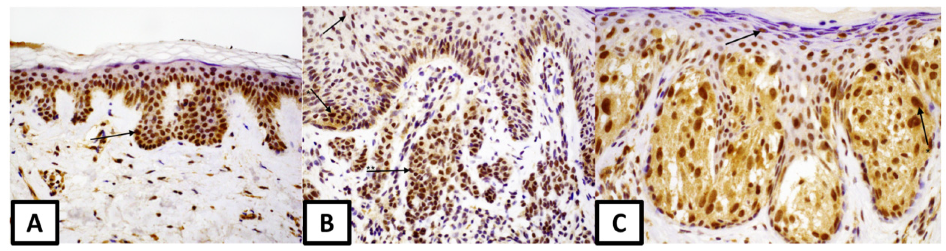 Medicina 57 01228 g002