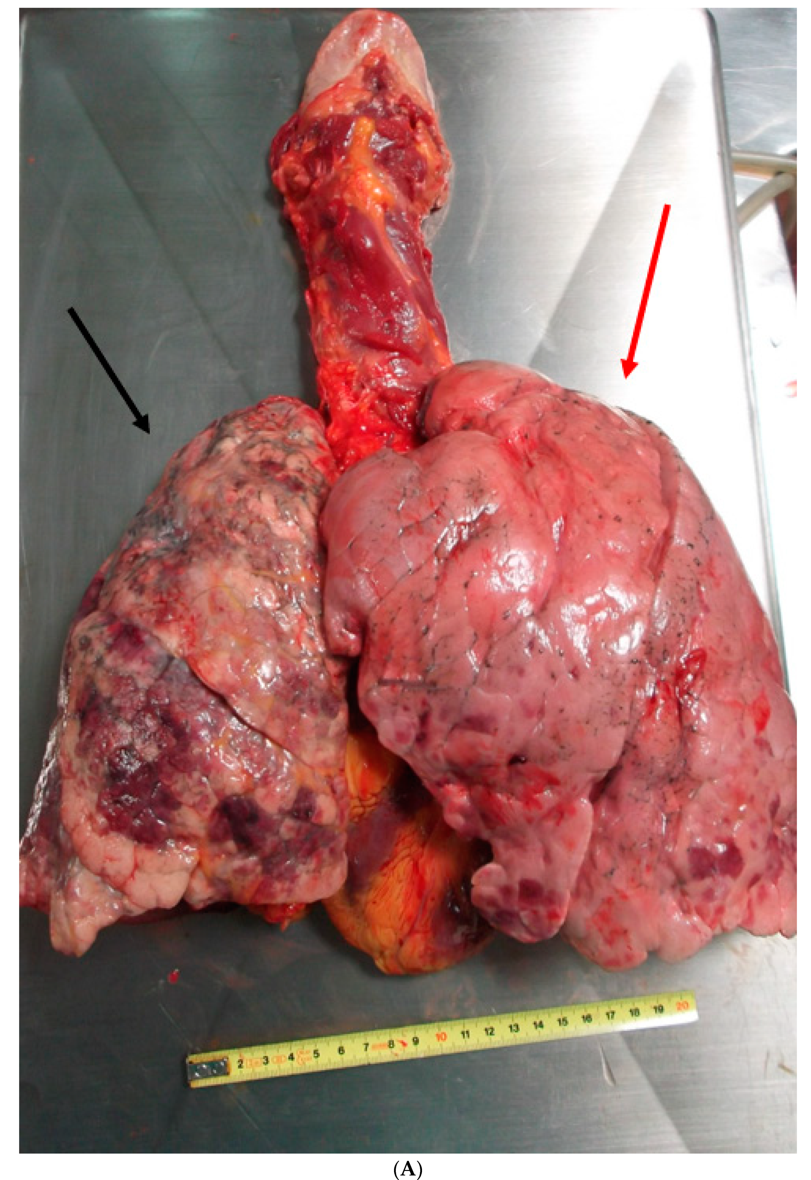 Medicina 57 01231 g001a