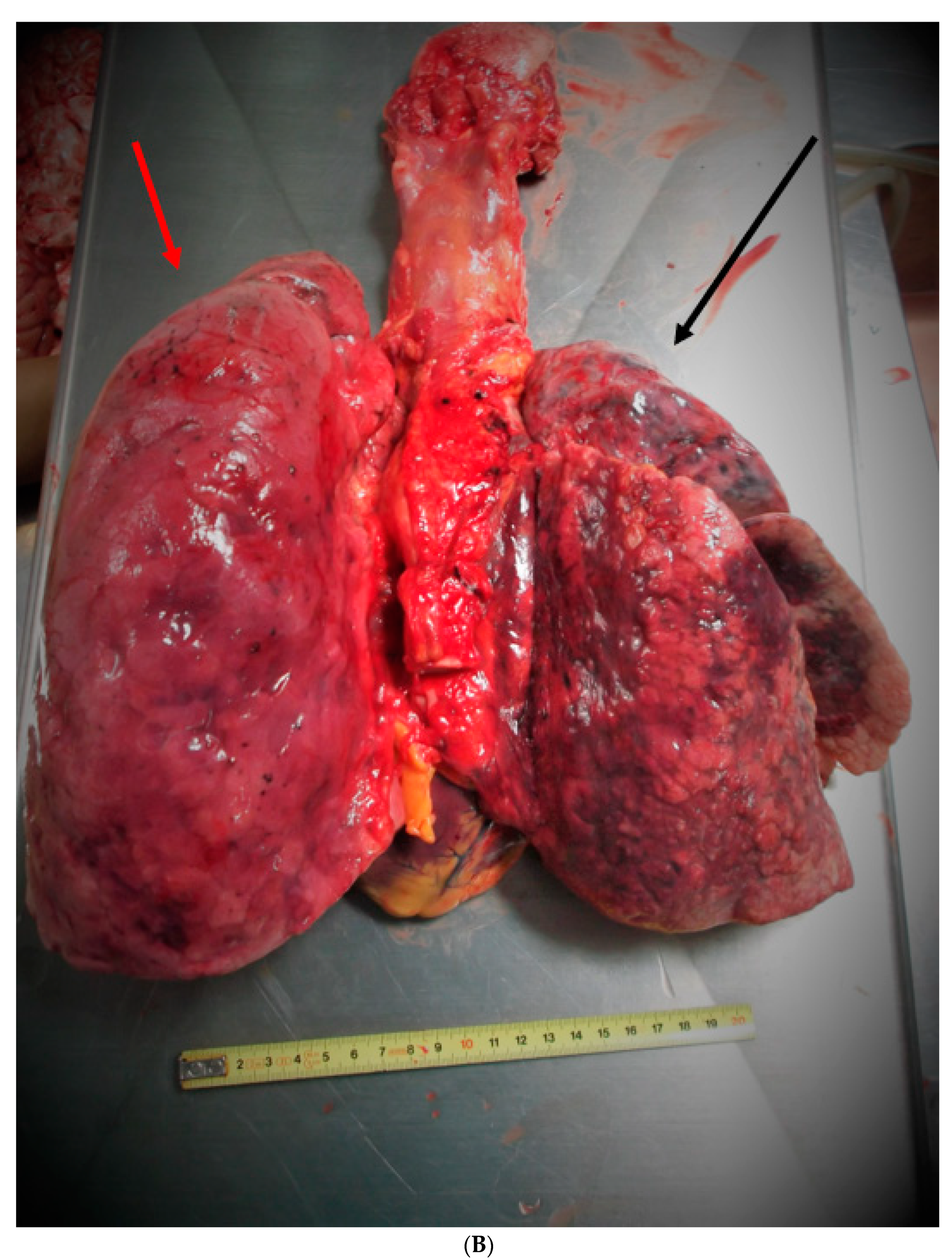 Medicina 57 01231 g001b