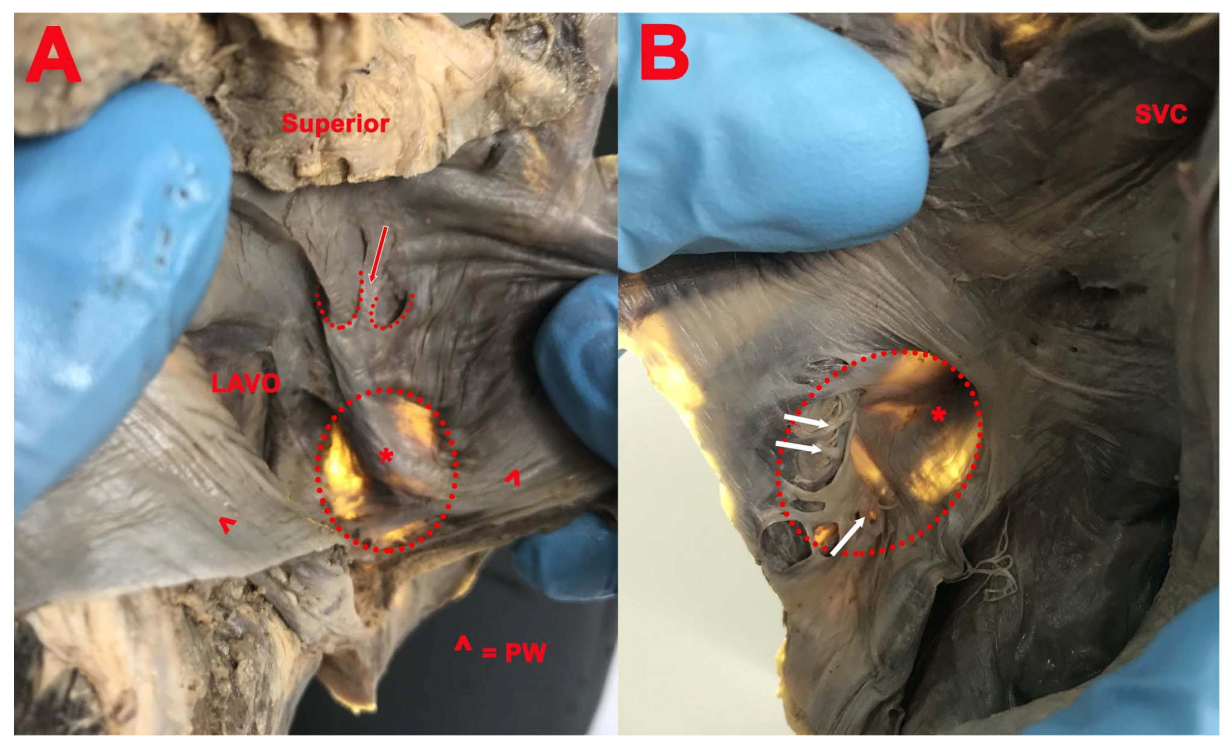 Medicina 57 01254 g002