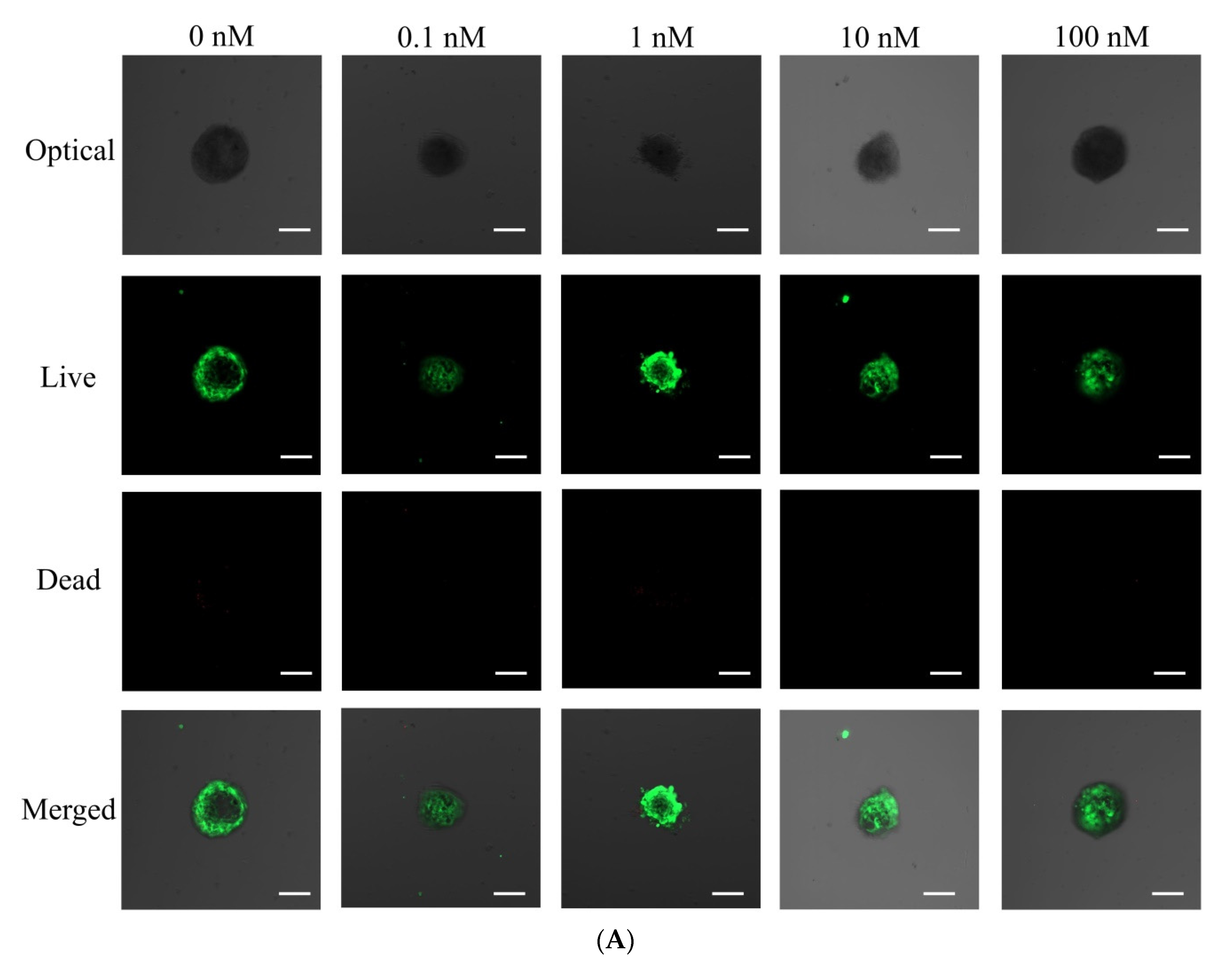 Medicina 57 01271 g003a Medicina 57 01271 g003a