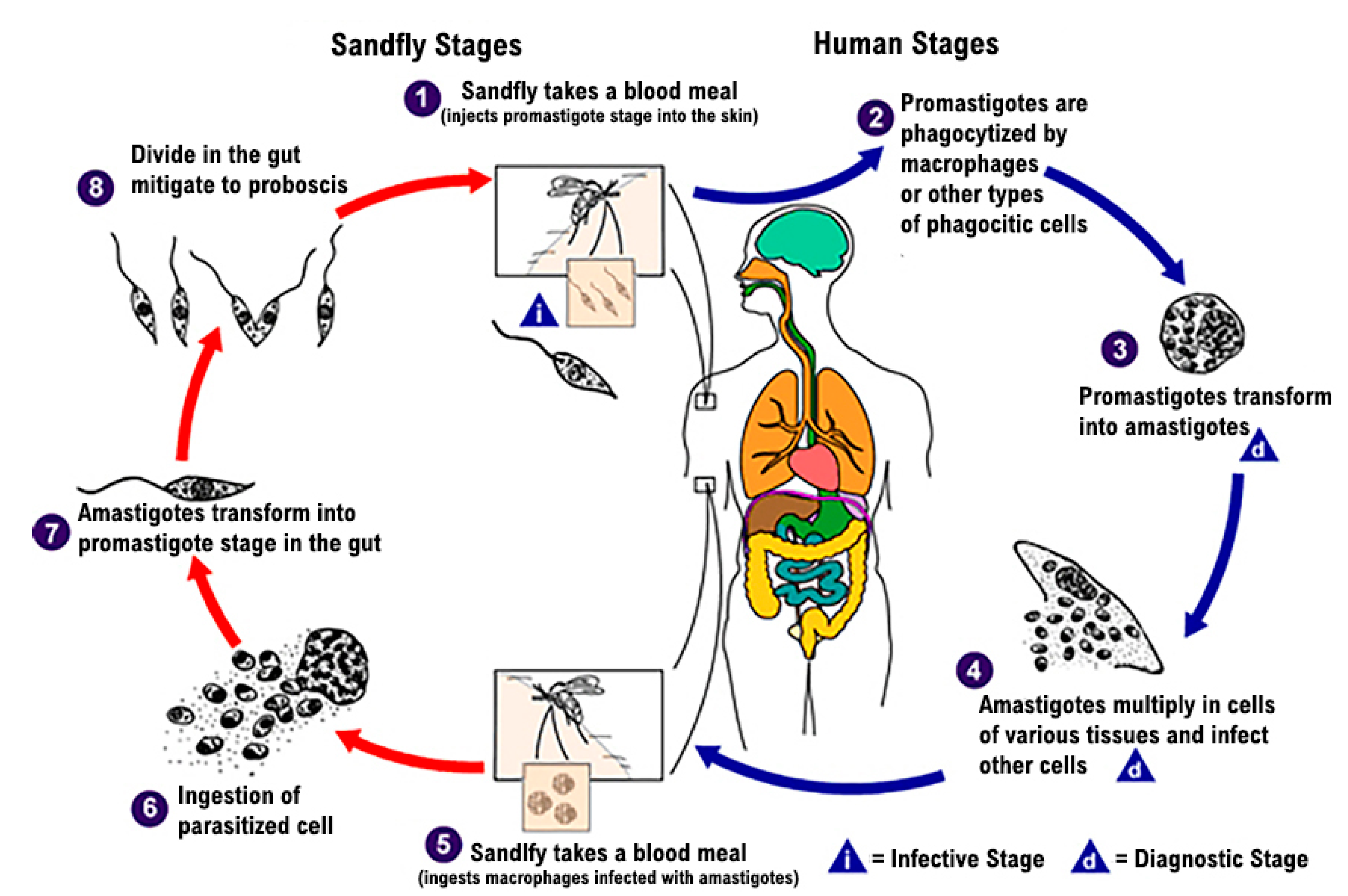Medicina 58 00184 g001 Medicina 58 00184 g001