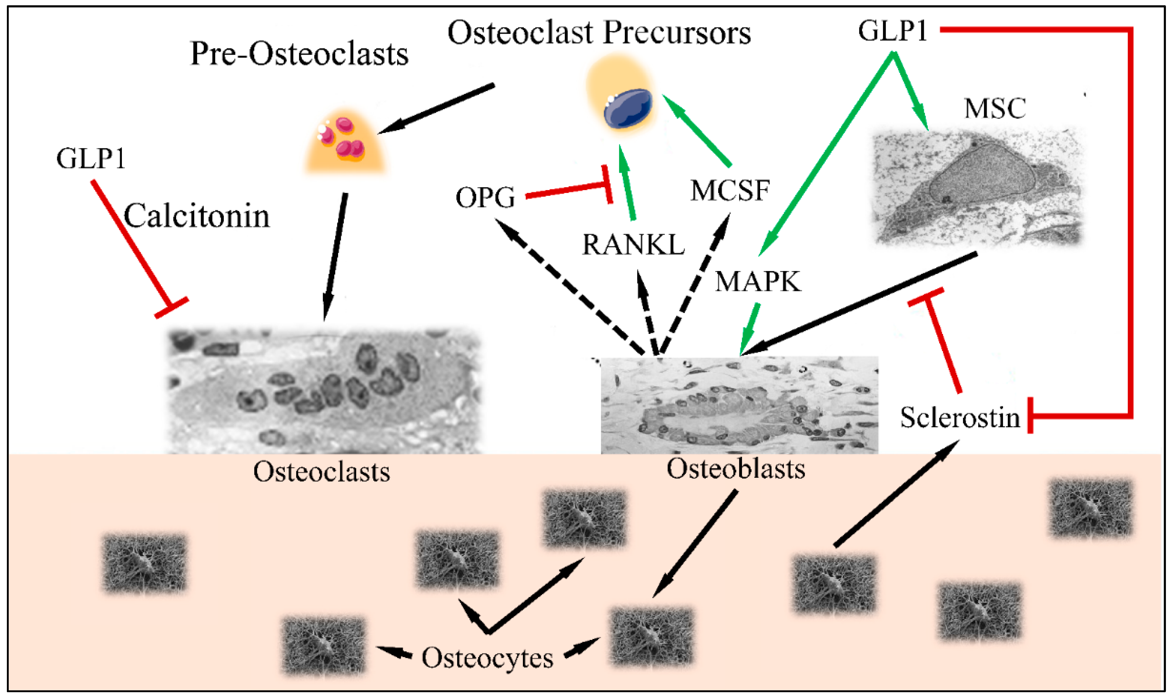 Medicina 58 00224 g003