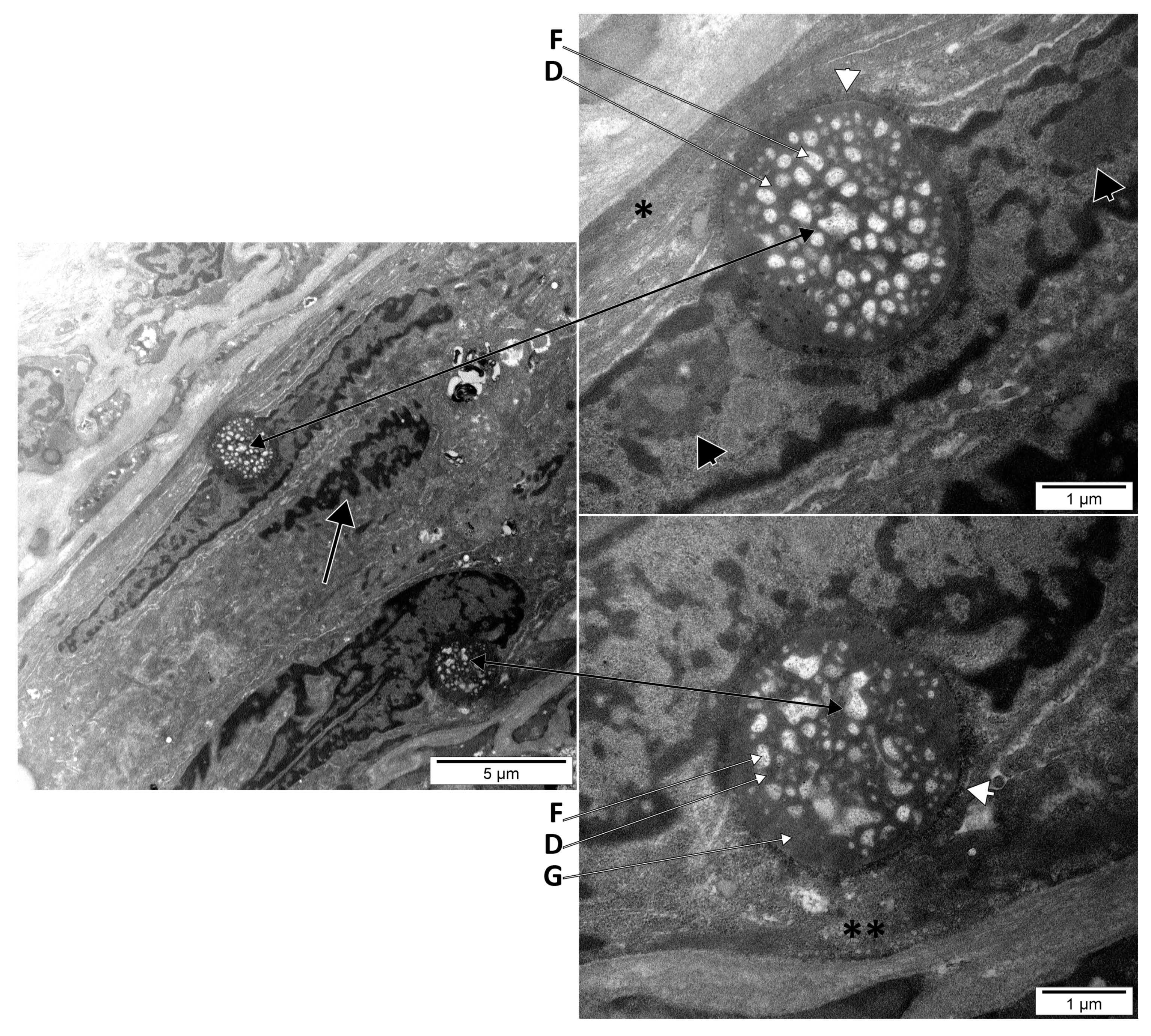 Medicina 58 00260 g001