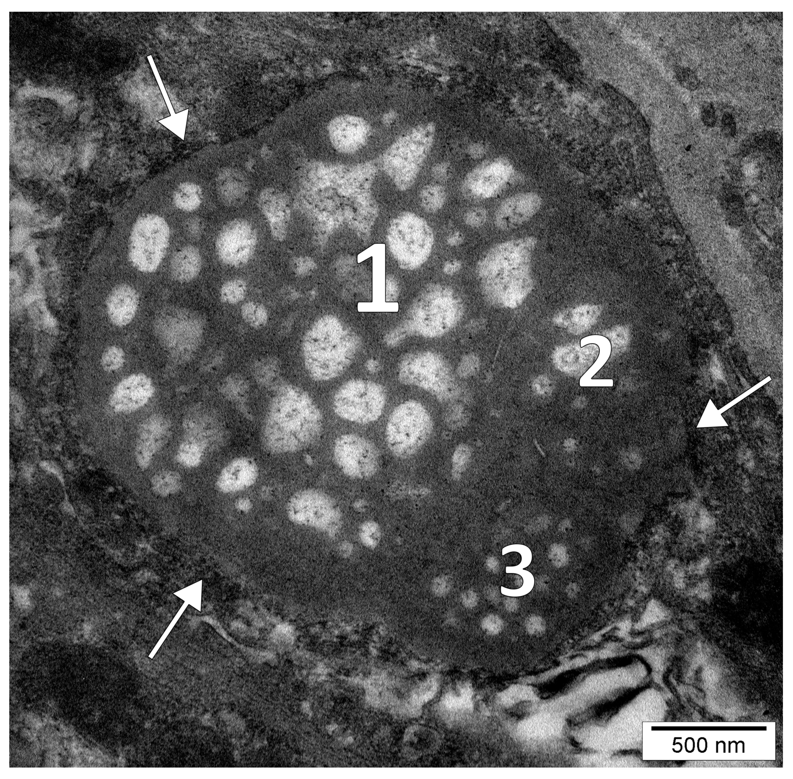 Medicina 58 00260 g002