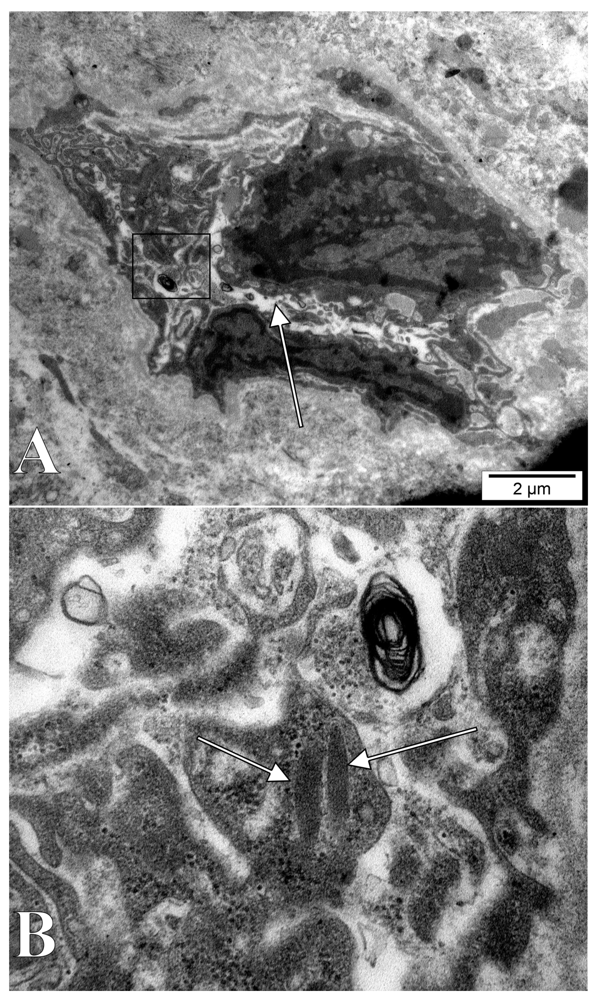 Medicina 58 00260 g005