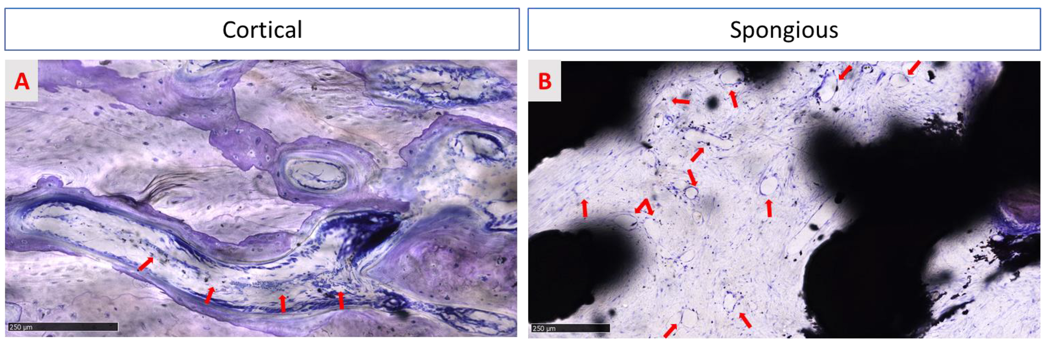 Medicina 58 00315 g011
