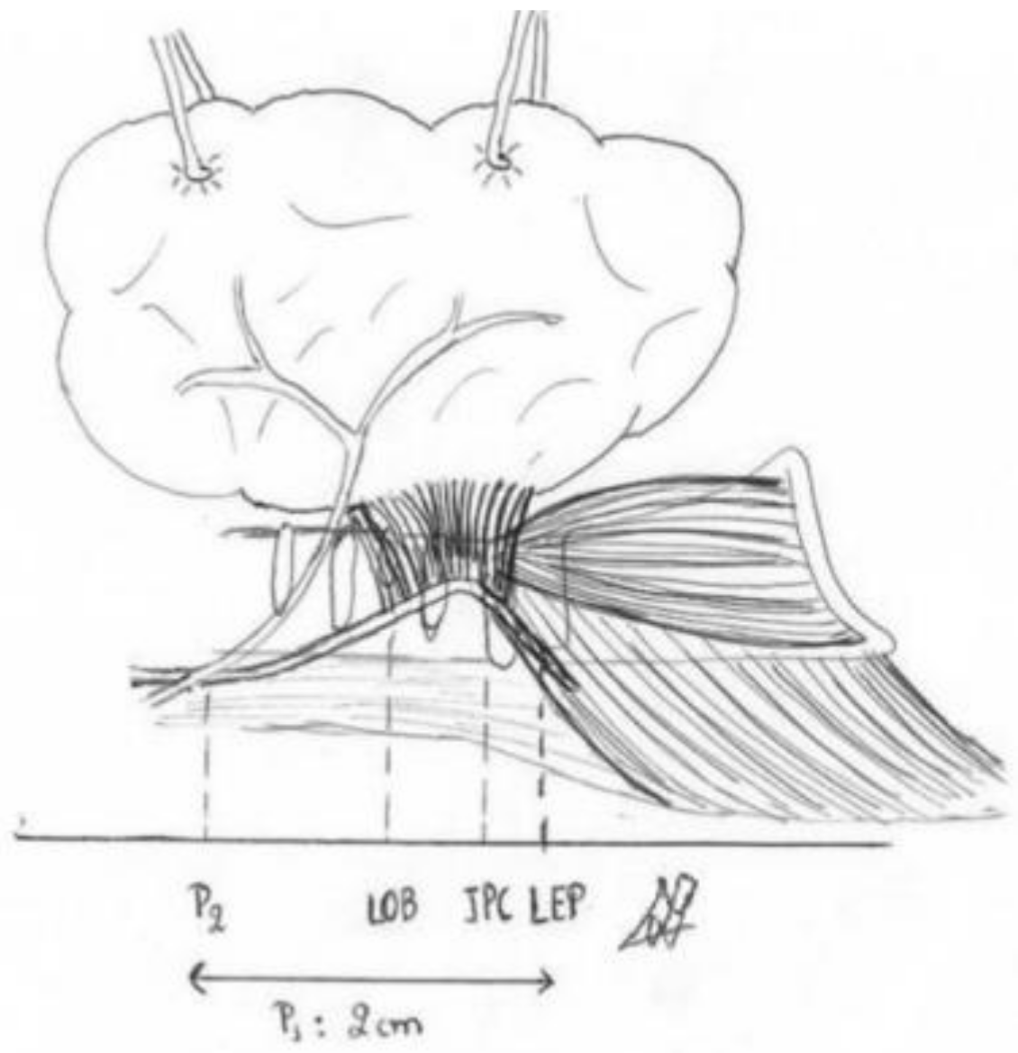 Medicina 58 00755 g013