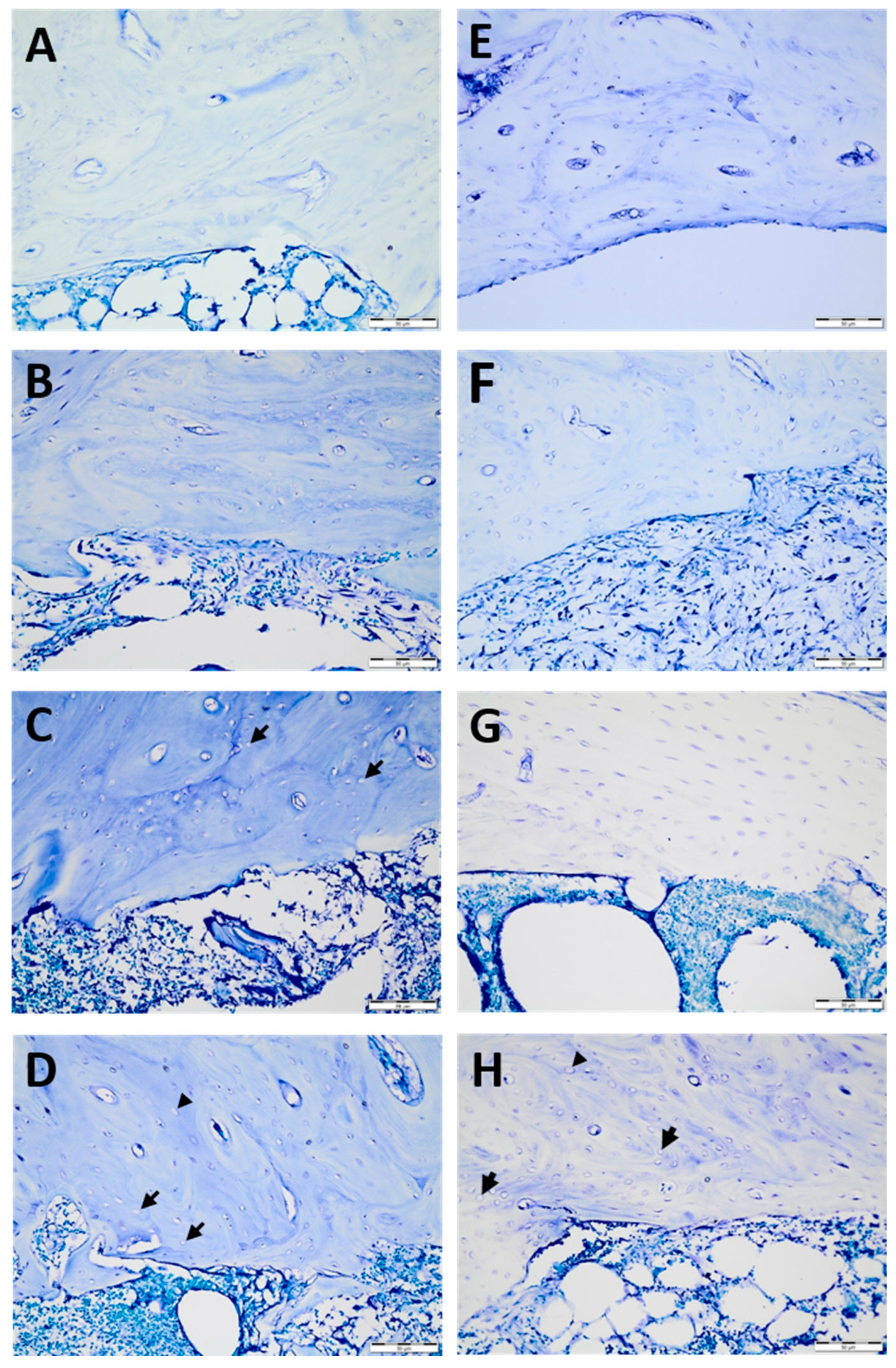 Medicina 58 00849 g003 Medicina 58 00849 g003