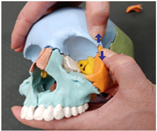 Medicina 58 00869 i005