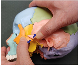 Medicina 58 00869 i013