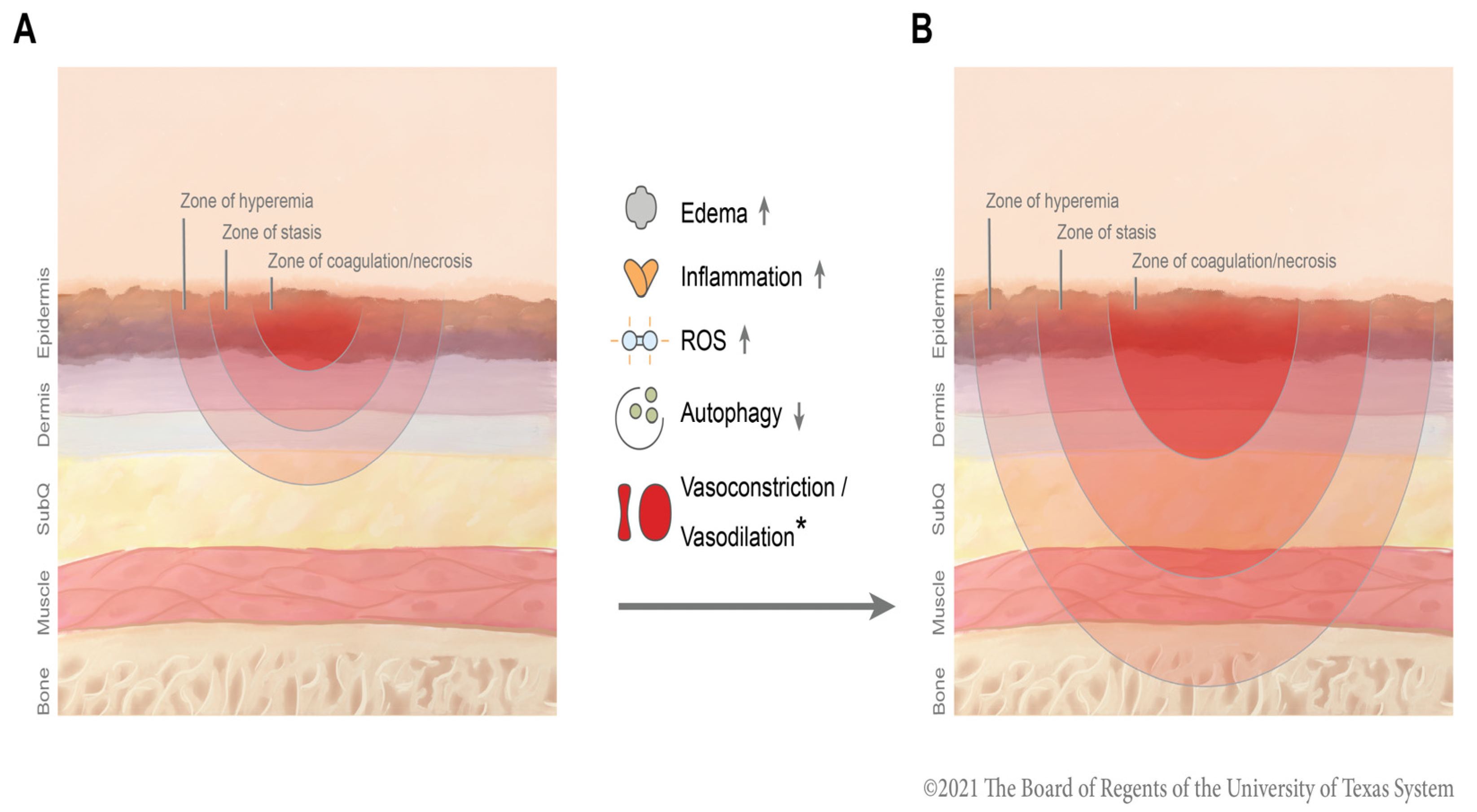 Medicina 58 00922 g001