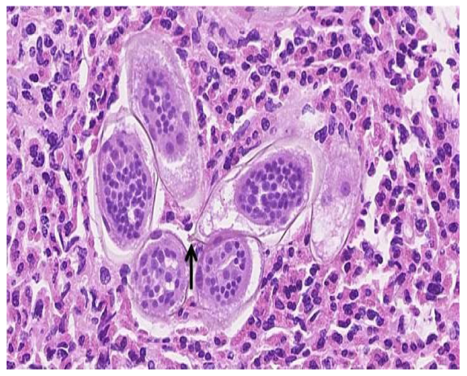 Medicina 58 01001 g002