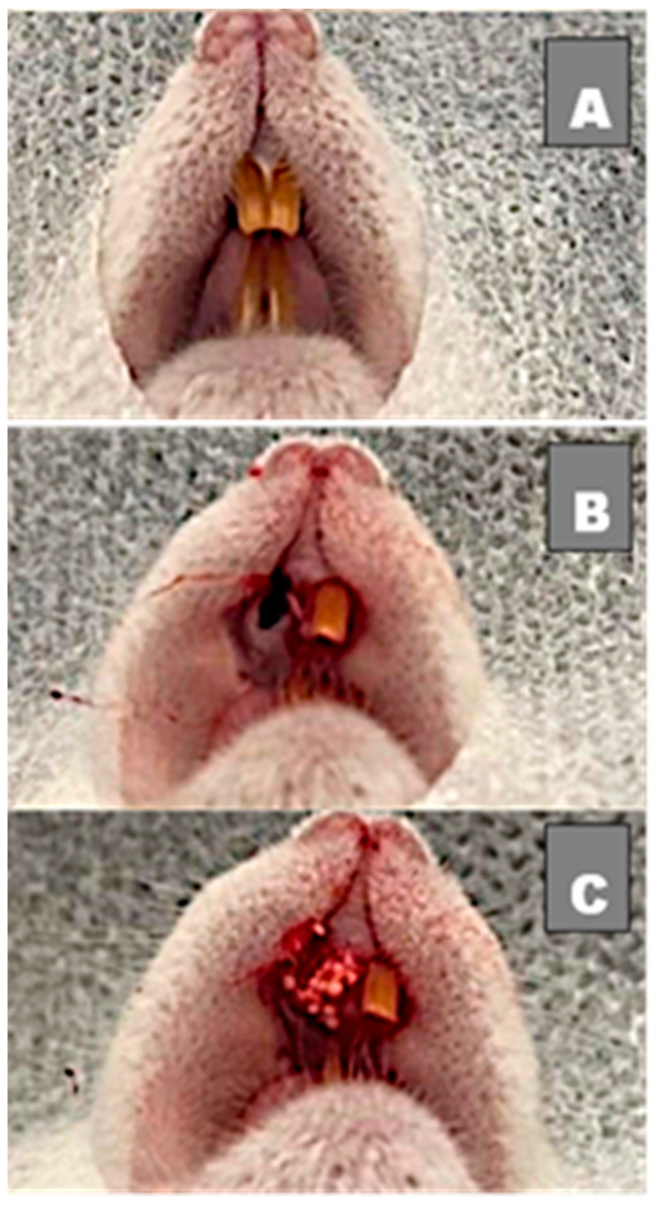 Medicina 58 01720 g001 Medicina 58 01720 g001