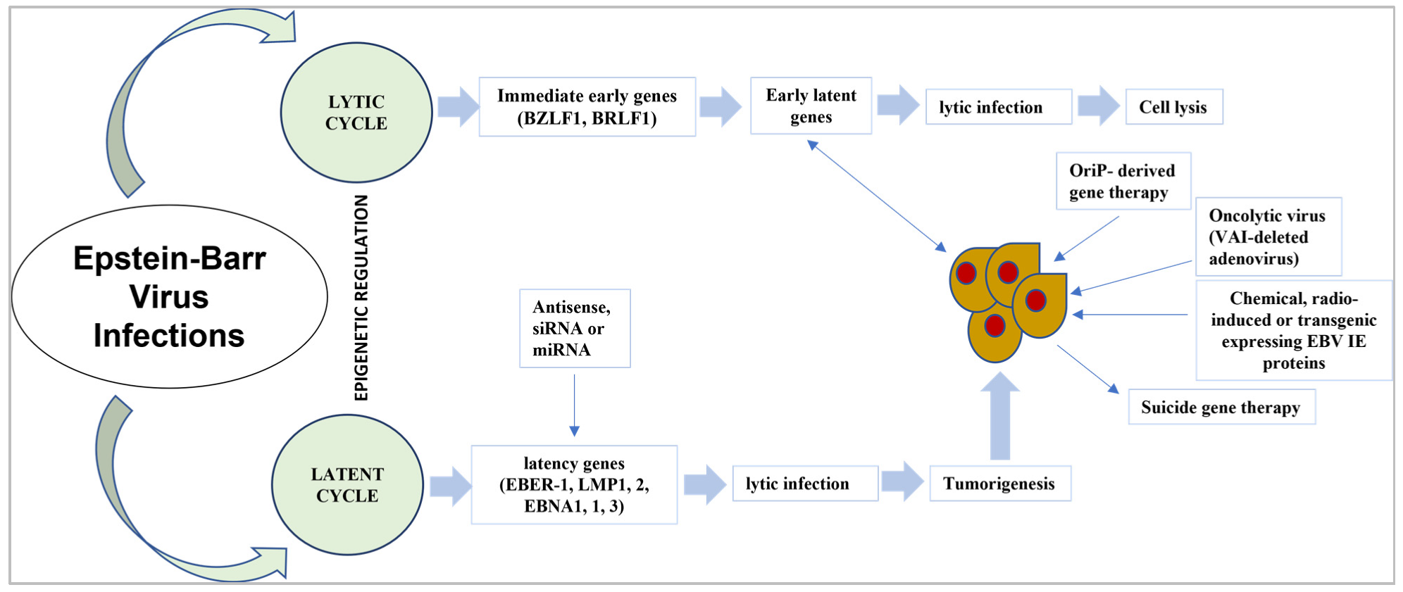 Medicina 59 00002 g002 Medicina 59 00002 g002